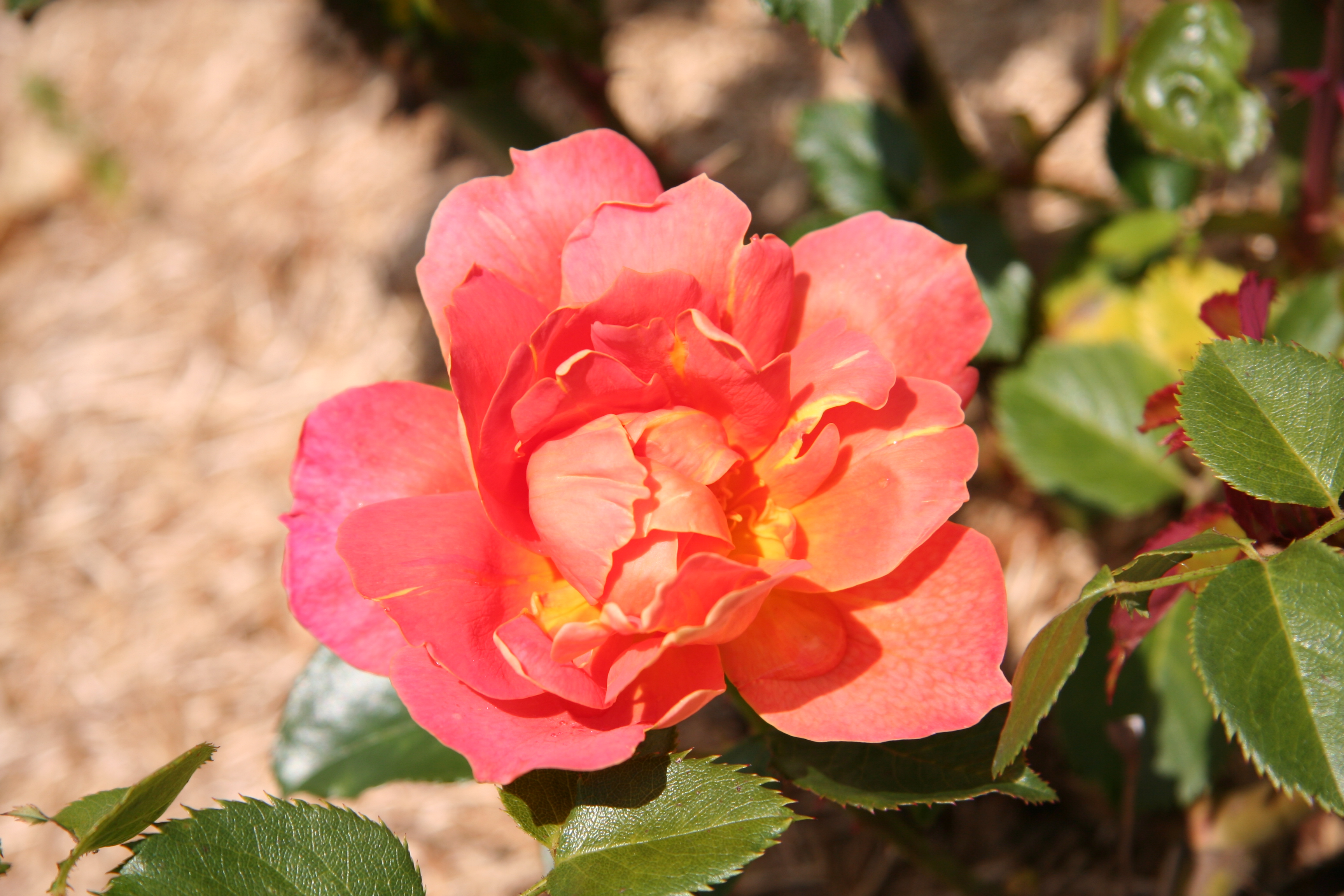 Laden Sie das Blumen, Rose, Erde/natur-Bild kostenlos auf Ihren PC-Desktop herunter