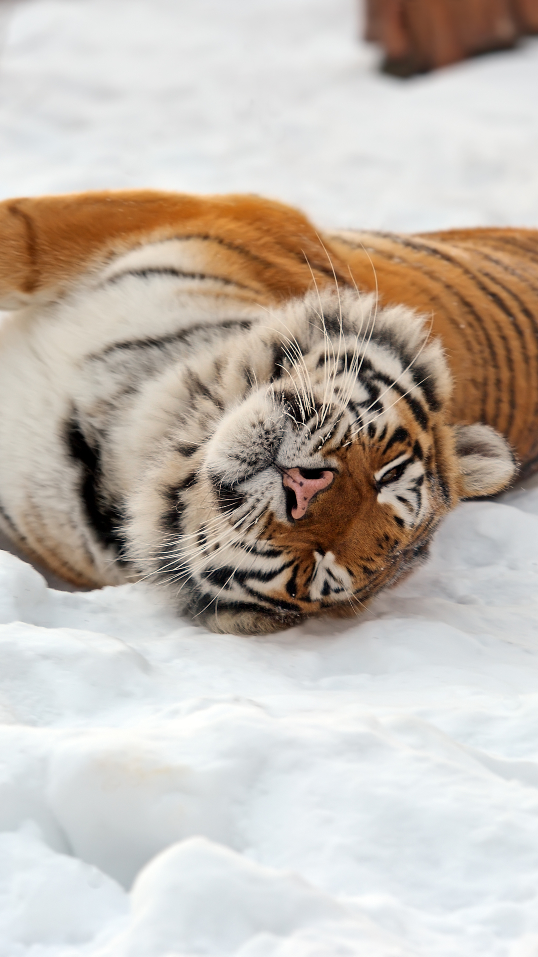 Handy-Wallpaper Tiere, Katzen, Schnee, Tiger, Amur Tiger kostenlos herunterladen.