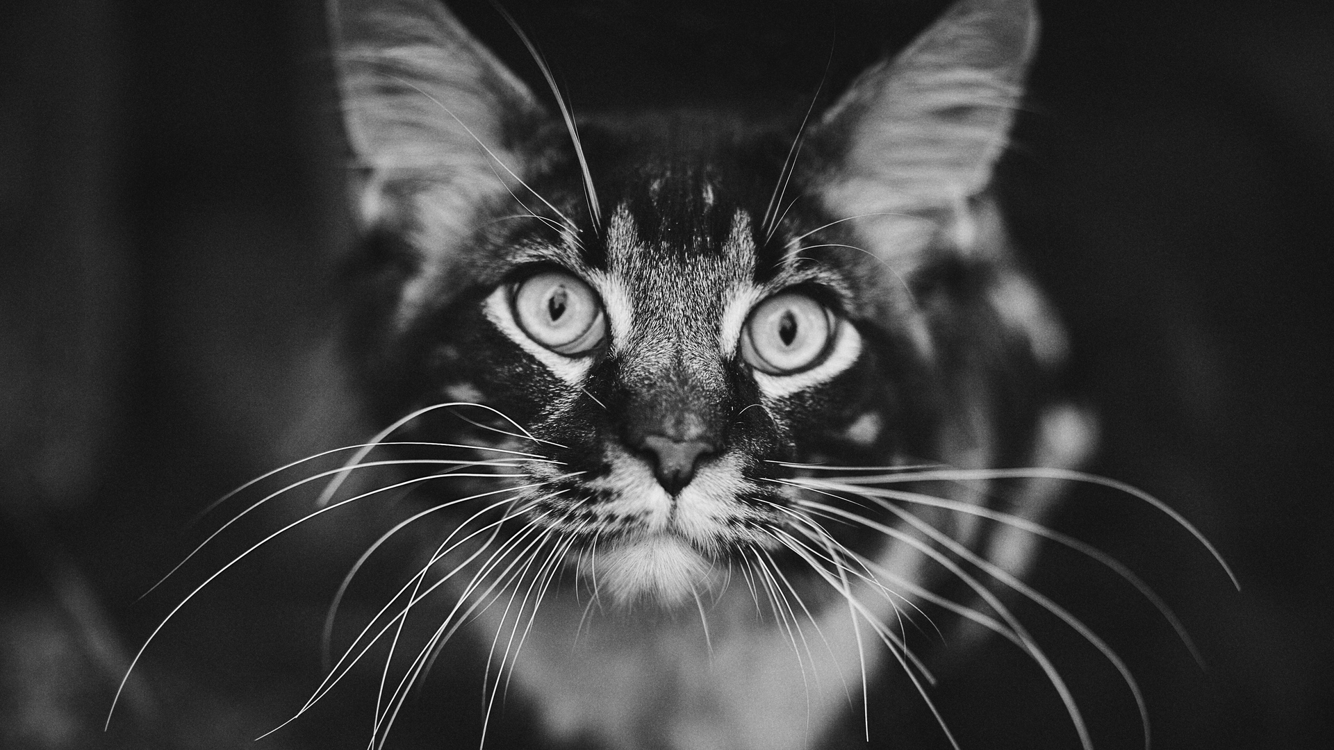 無料モバイル壁紙動物, ネコ, 猫, 黒 白, 見詰めるをダウンロードします。