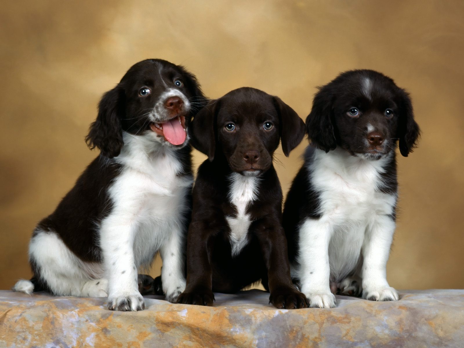 Baixar papel de parede para celular de Animais, Cão gratuito.