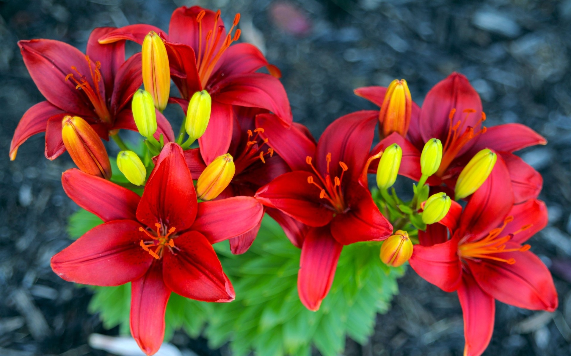 Laden Sie das Blumen, Lilie, Erde/natur-Bild kostenlos auf Ihren PC-Desktop herunter