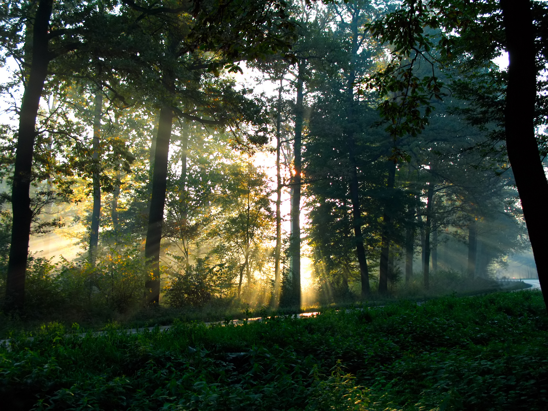 Descarga gratis la imagen Bosque, Tierra/naturaleza en el escritorio de tu PC