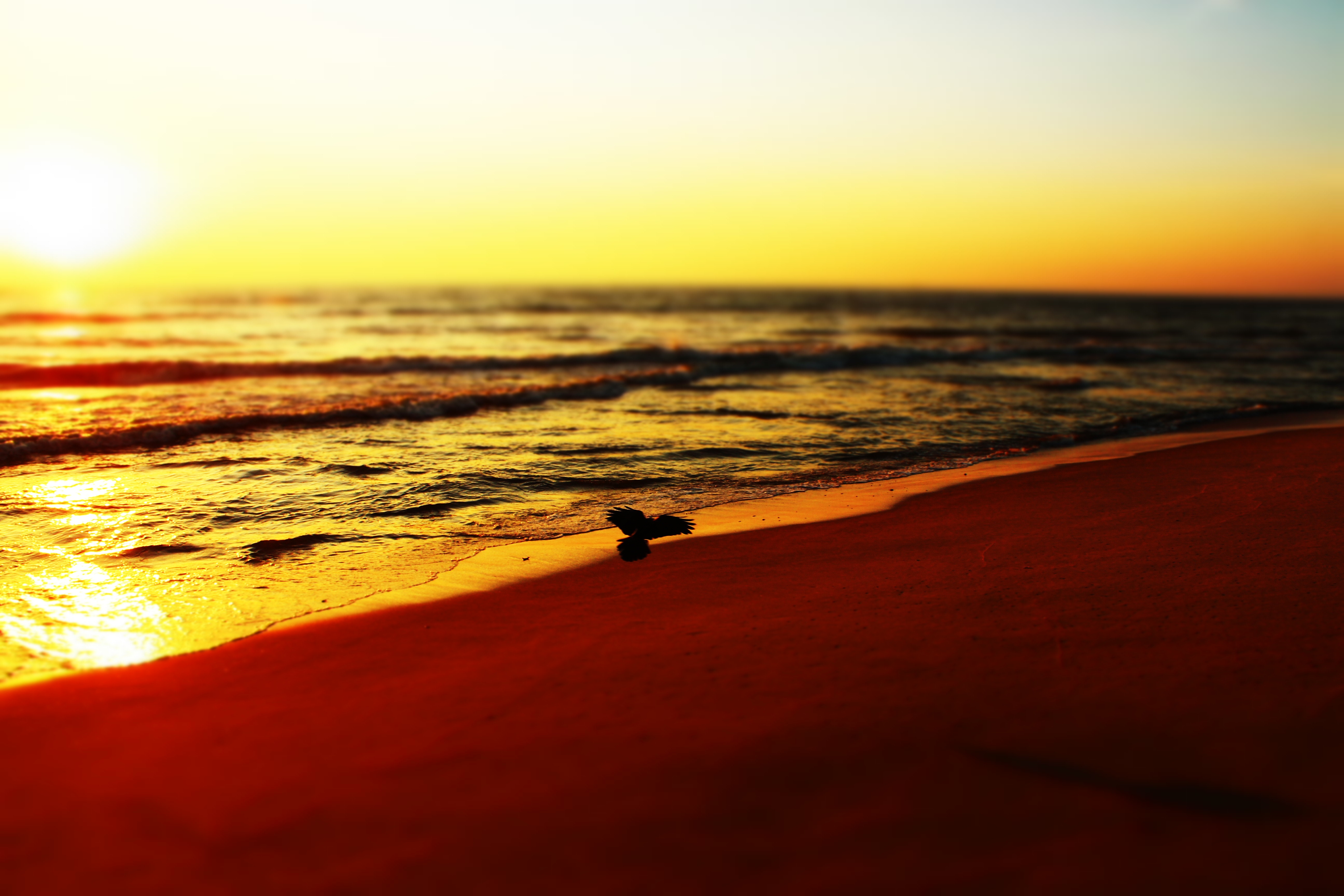 Download mobile wallpaper Nature, Waves, Sea, Sunset, Bird, Beach for free.