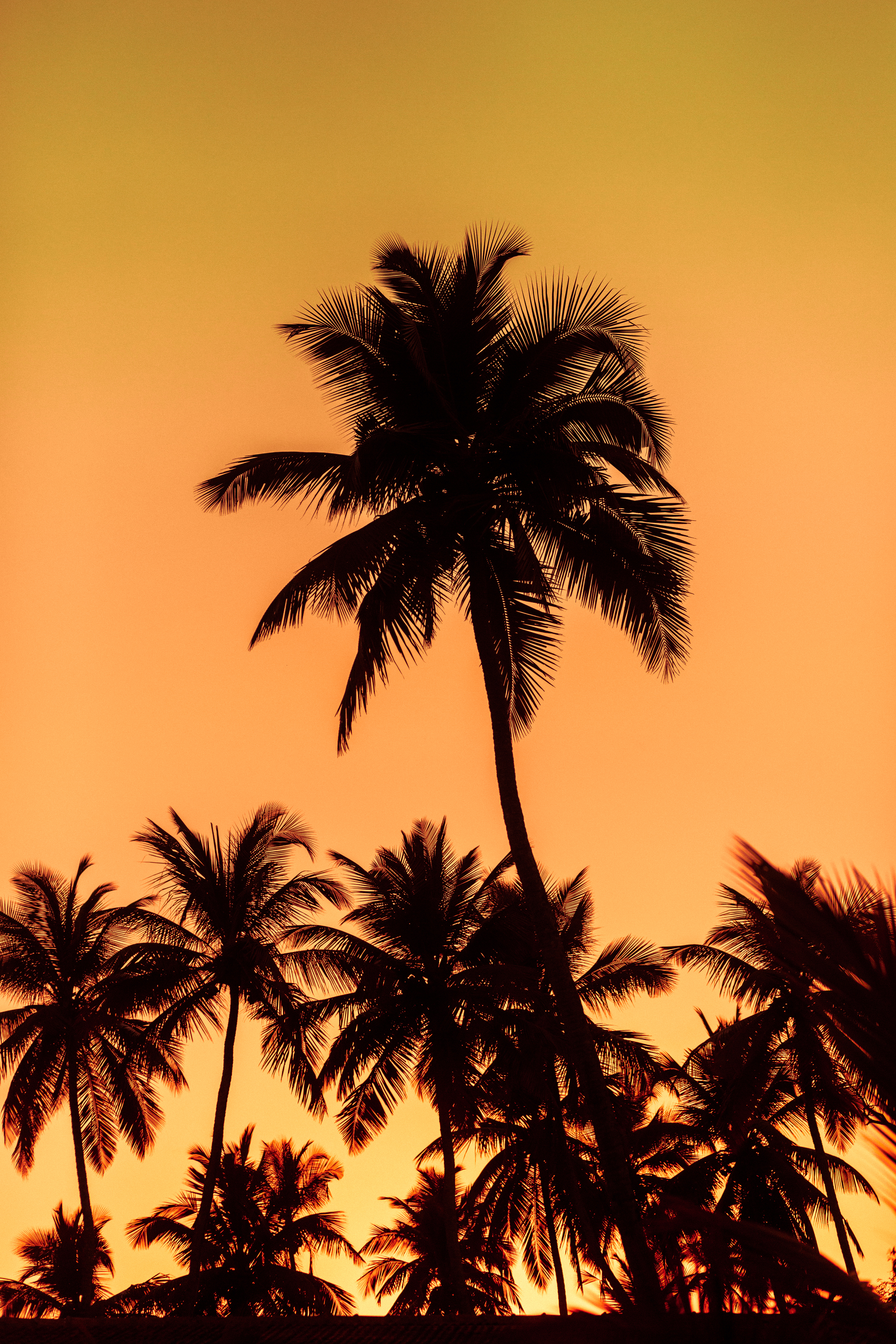 palms, nature, trees, sunset, leaves, silhouettes