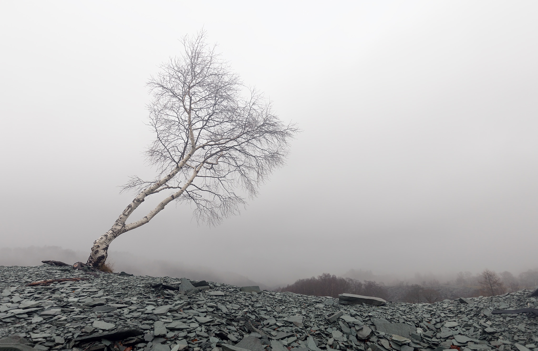 Free download wallpaper Nature, Tree, Fog, Earth on your PC desktop