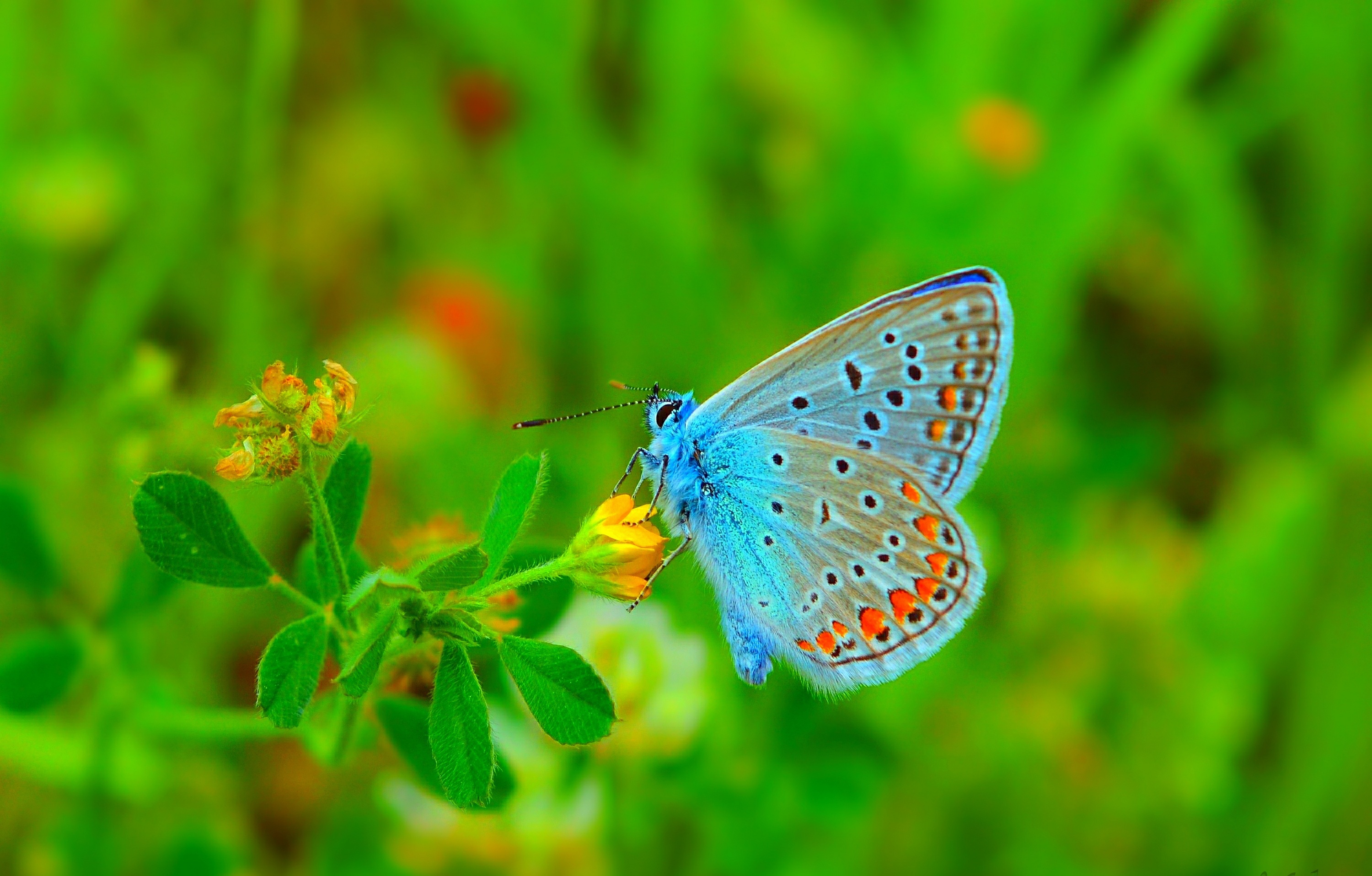 PCデスクトップに動物, 蝶, 青い, 虫画像を無料でダウンロード