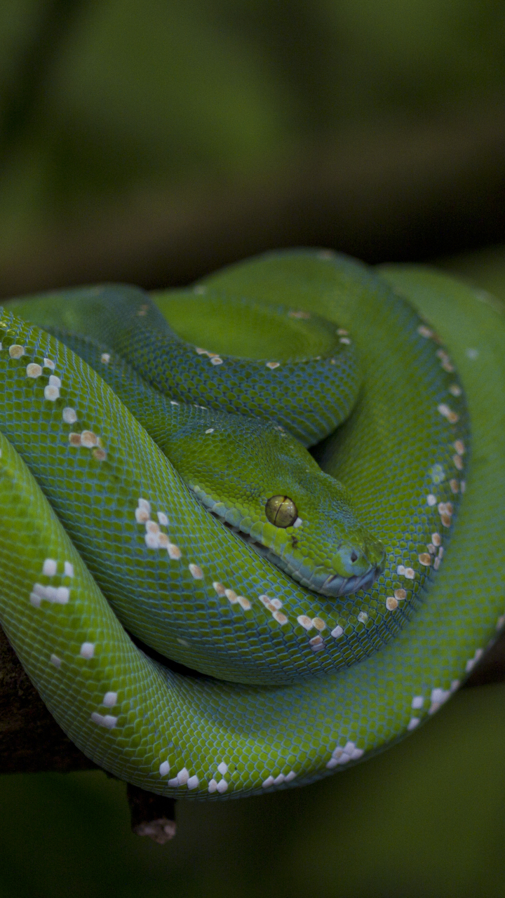1180778 Hintergrundbild herunterladen tiere, python, schlange, grüne baumpython, reptilien - Bildschirmschoner und Bilder kostenlos