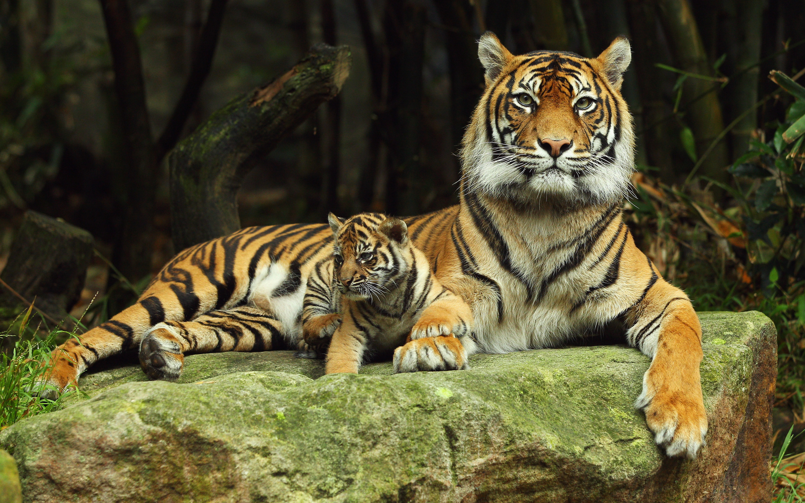 Handy-Wallpaper Tierbaby, Katzen, Tiere, Tiger kostenlos herunterladen.
