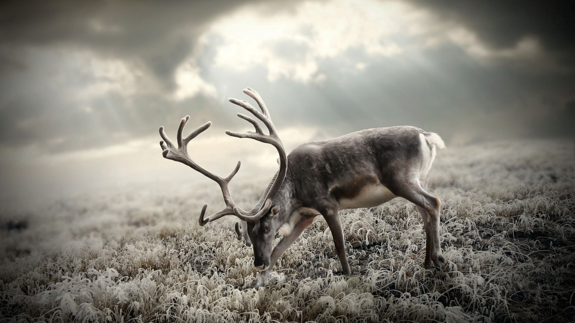 Free download wallpaper Animals, Stroll, Nature, Bw, Chb, Deer on your PC desktop