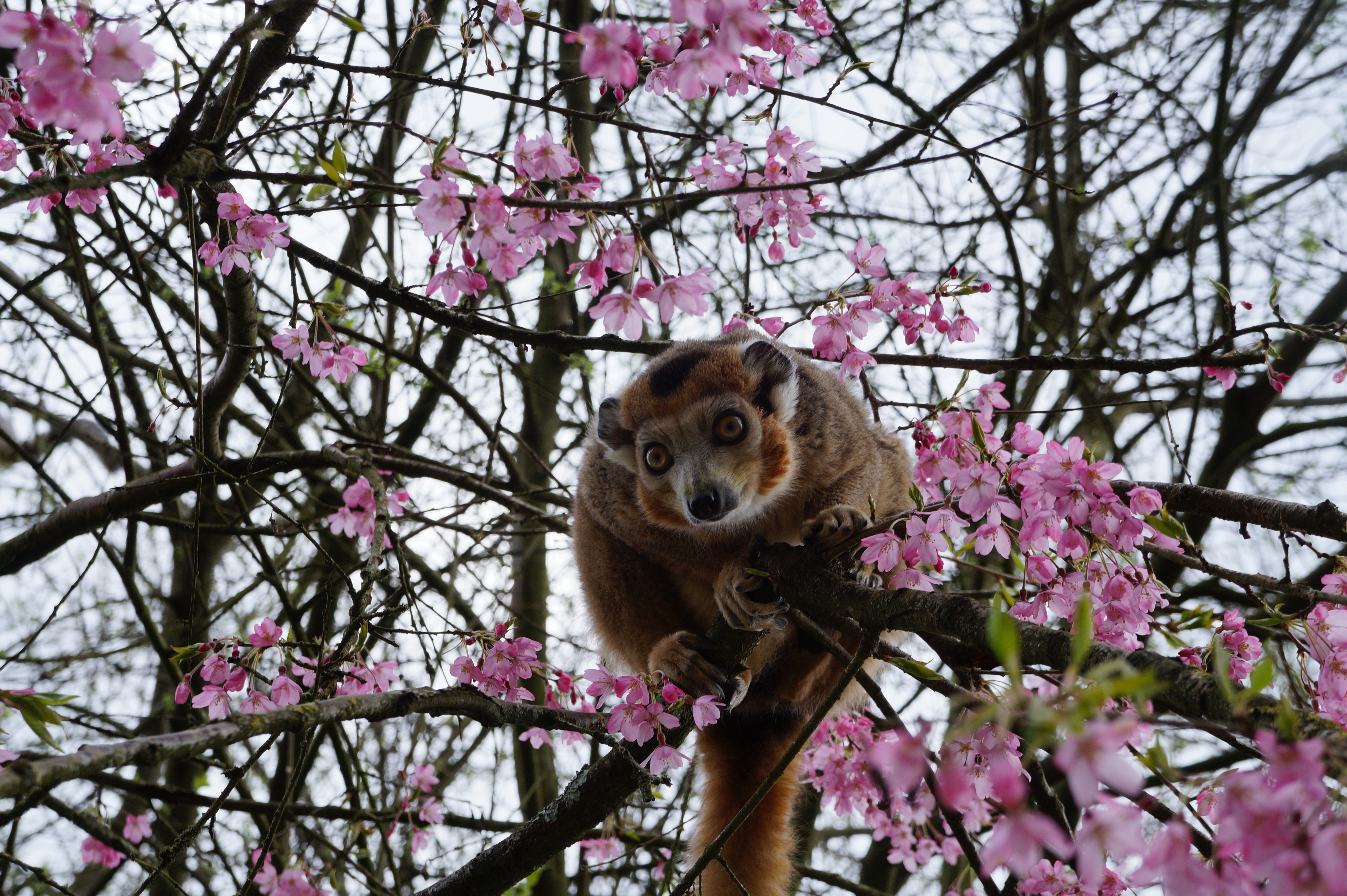Download mobile wallpaper Monkeys, Flower, Branch, Monkey, Animal, Primate, Pink Flower for free.