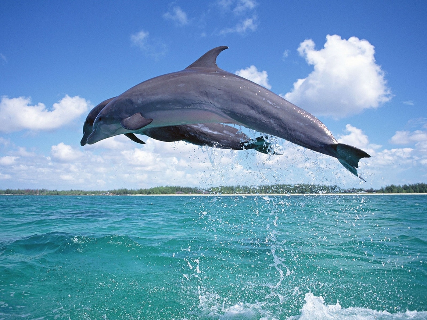 Скачать обои бесплатно Дельфины, Животные, Море картинка на рабочий стол ПК
