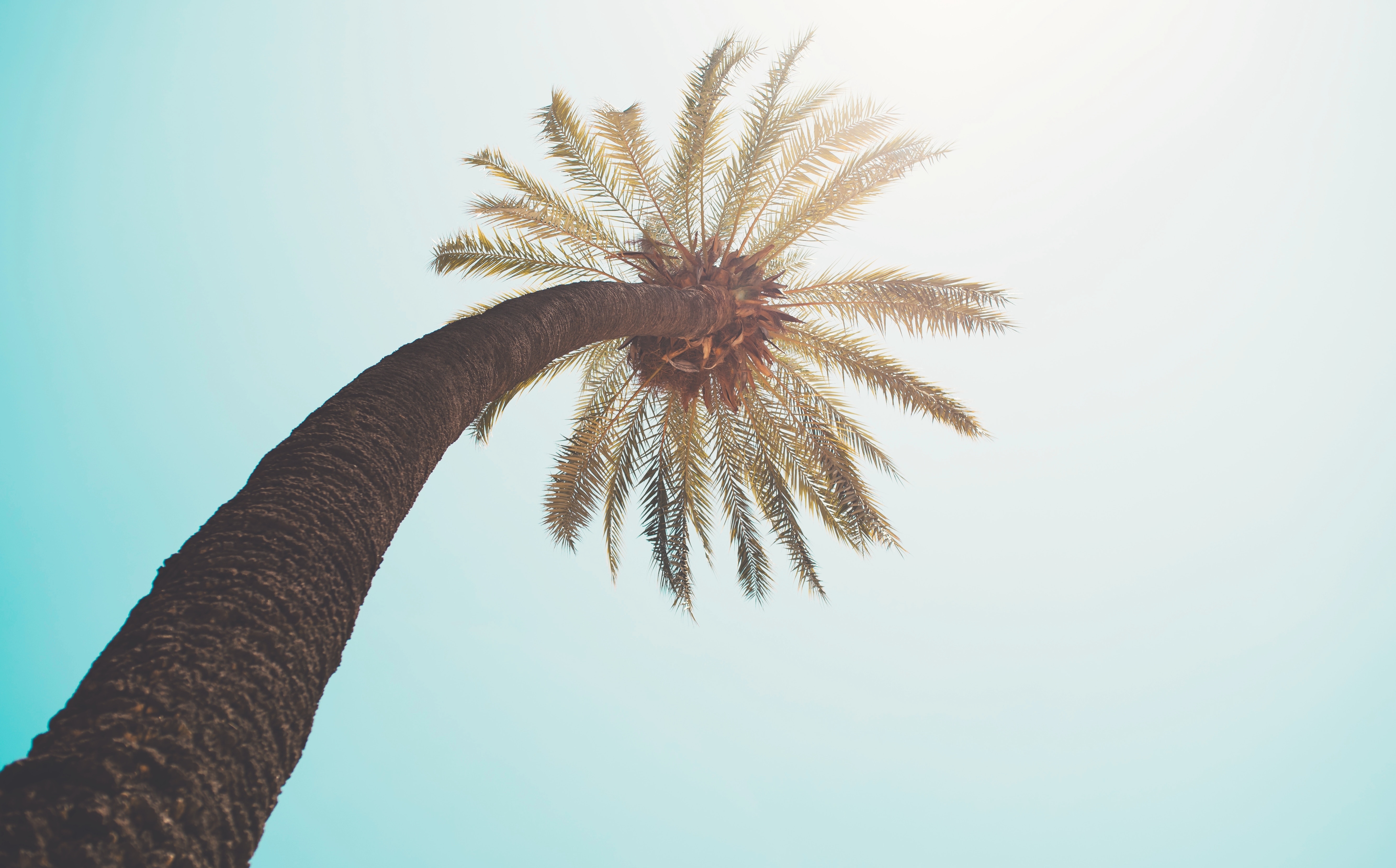 Free HD crown, nature, top, palm, krone, branches, sunlight
