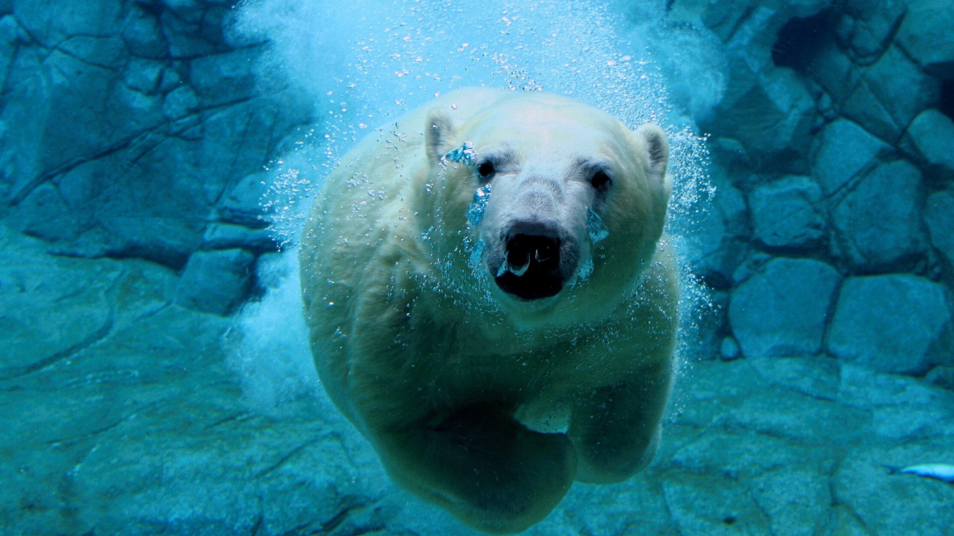 Free download wallpaper Water, Bear, Animal, Polar Bear on your PC desktop