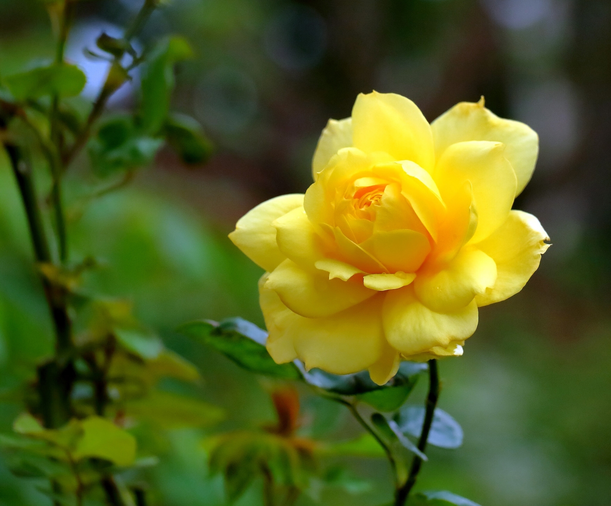 Download mobile wallpaper Flowers, Flower, Rose, Earth, Yellow Flower for free.