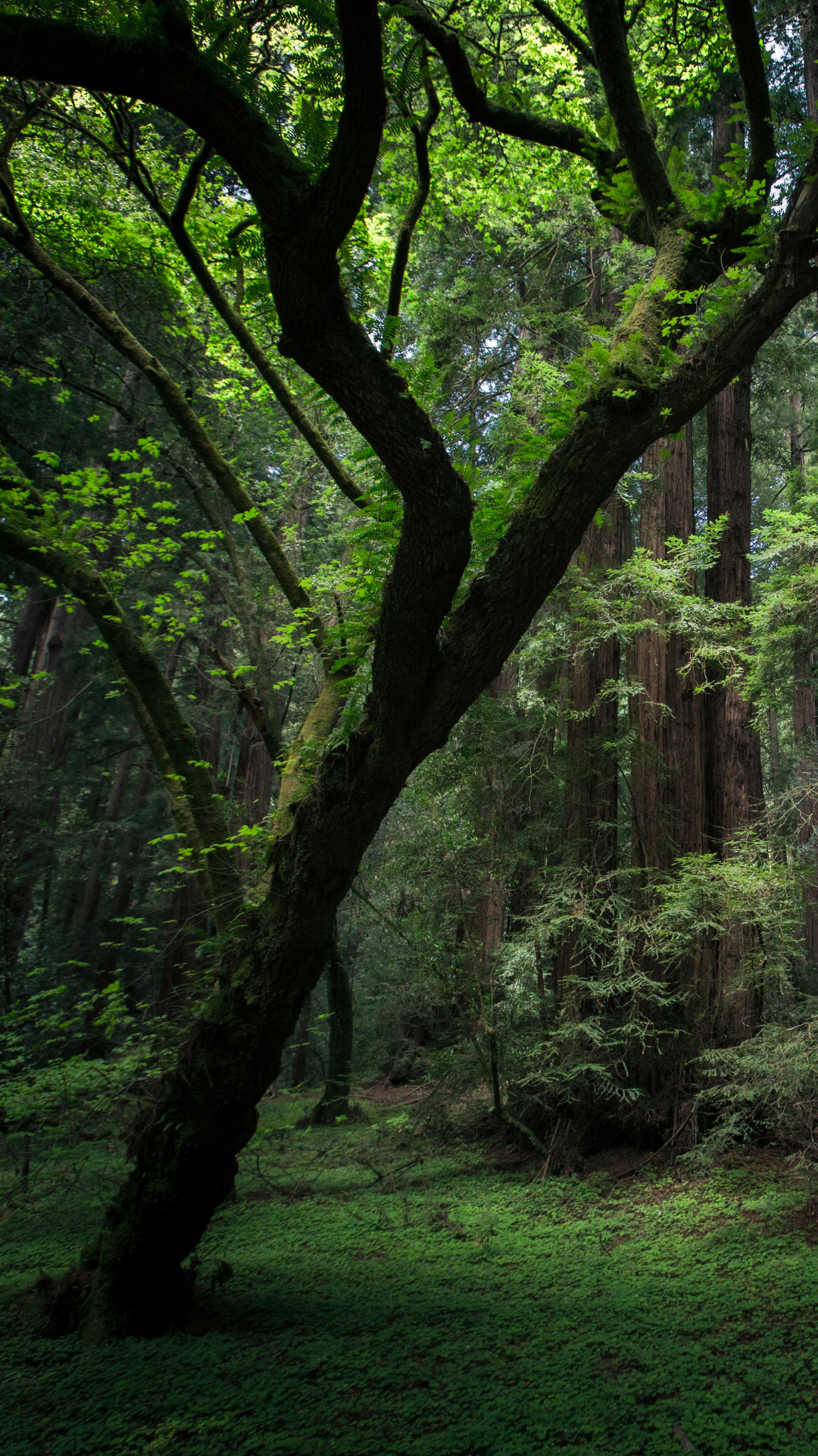 Скачать картинку Лес, Дерево, Джунгли, Земля/природа в телефон бесплатно.