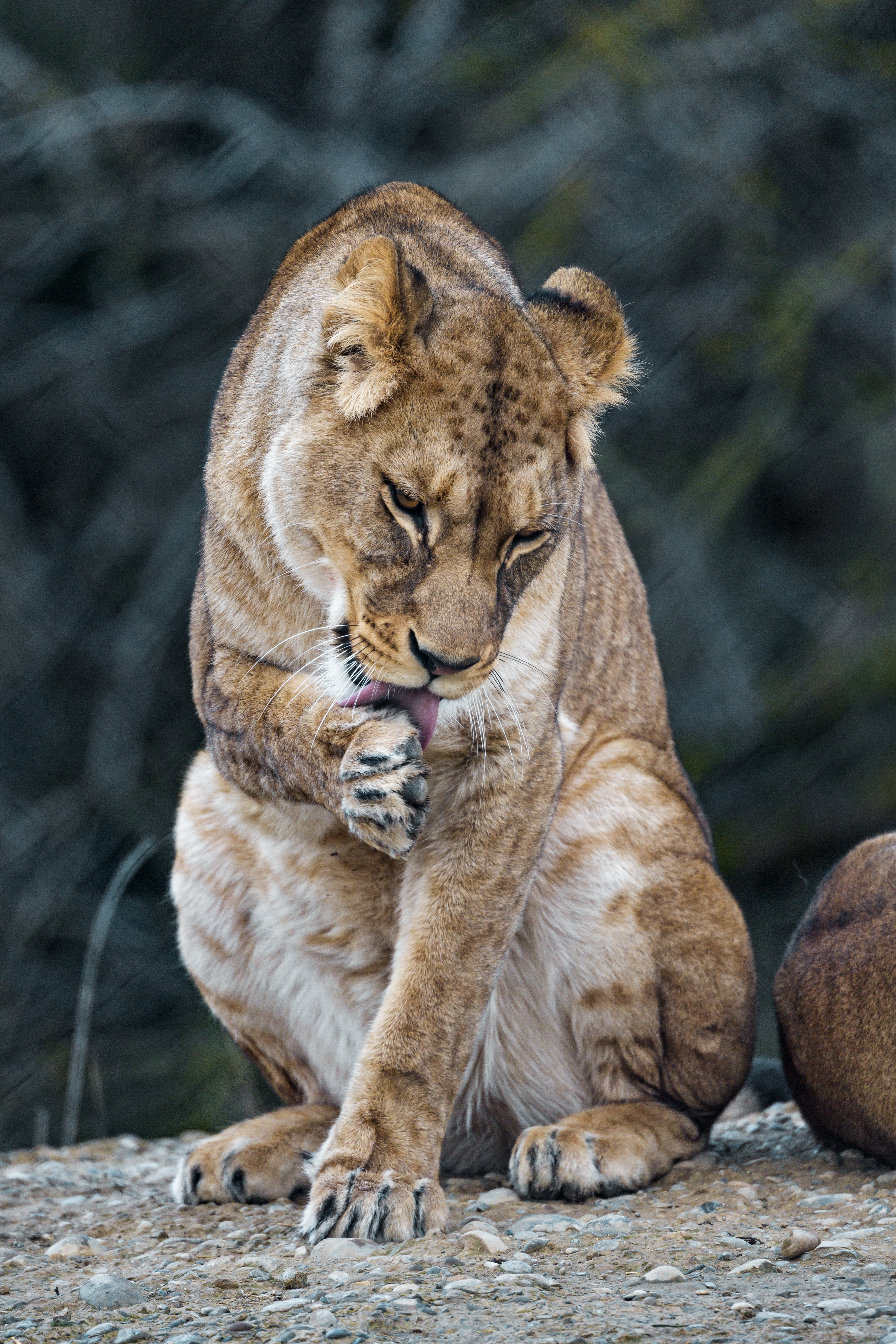 lioness, animals, predator, big cat, protruding tongue, tongue stuck out 2160p