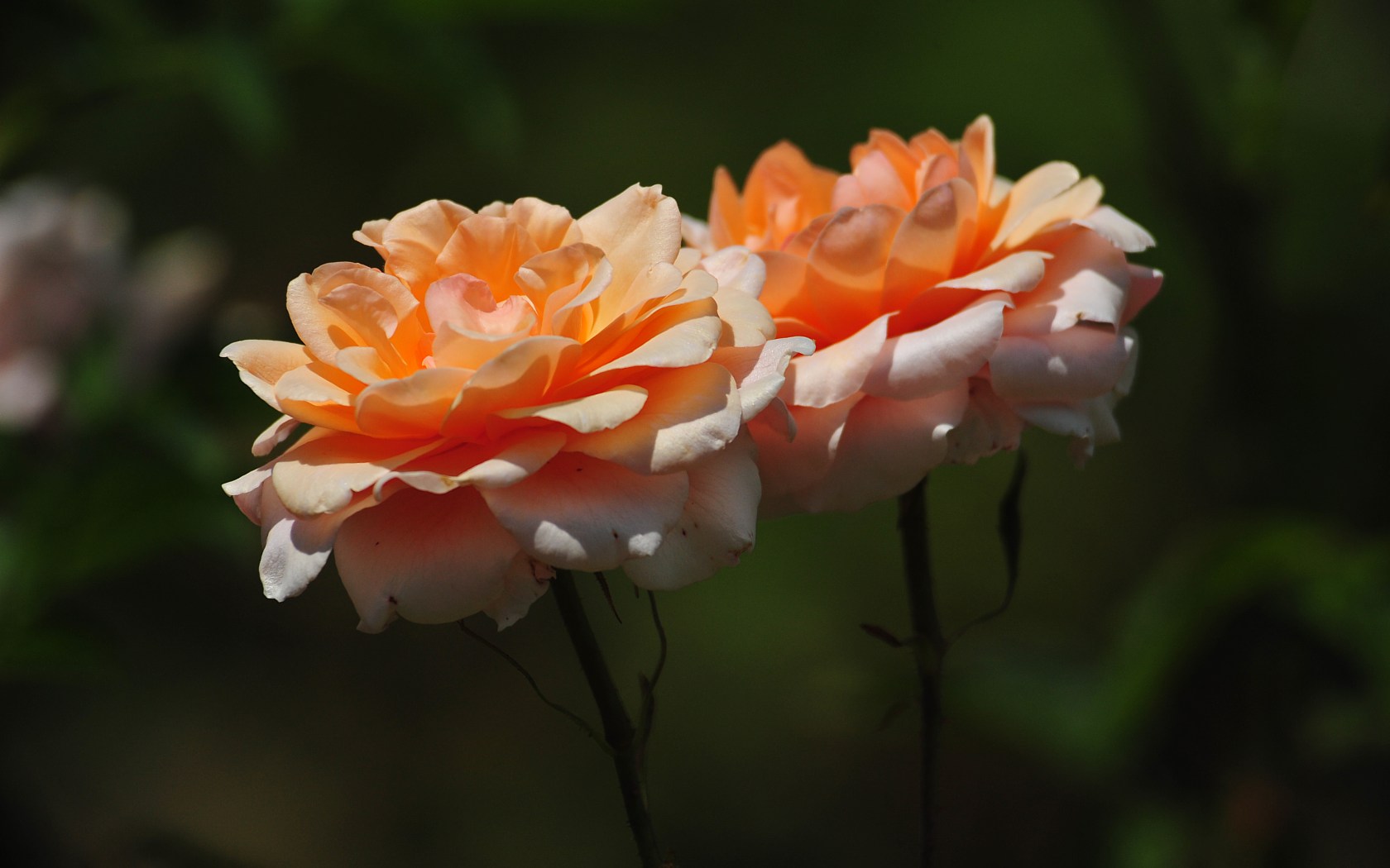 Téléchargez gratuitement l'image Fleurs, Fleur, Rose, Terre/nature sur le bureau de votre PC