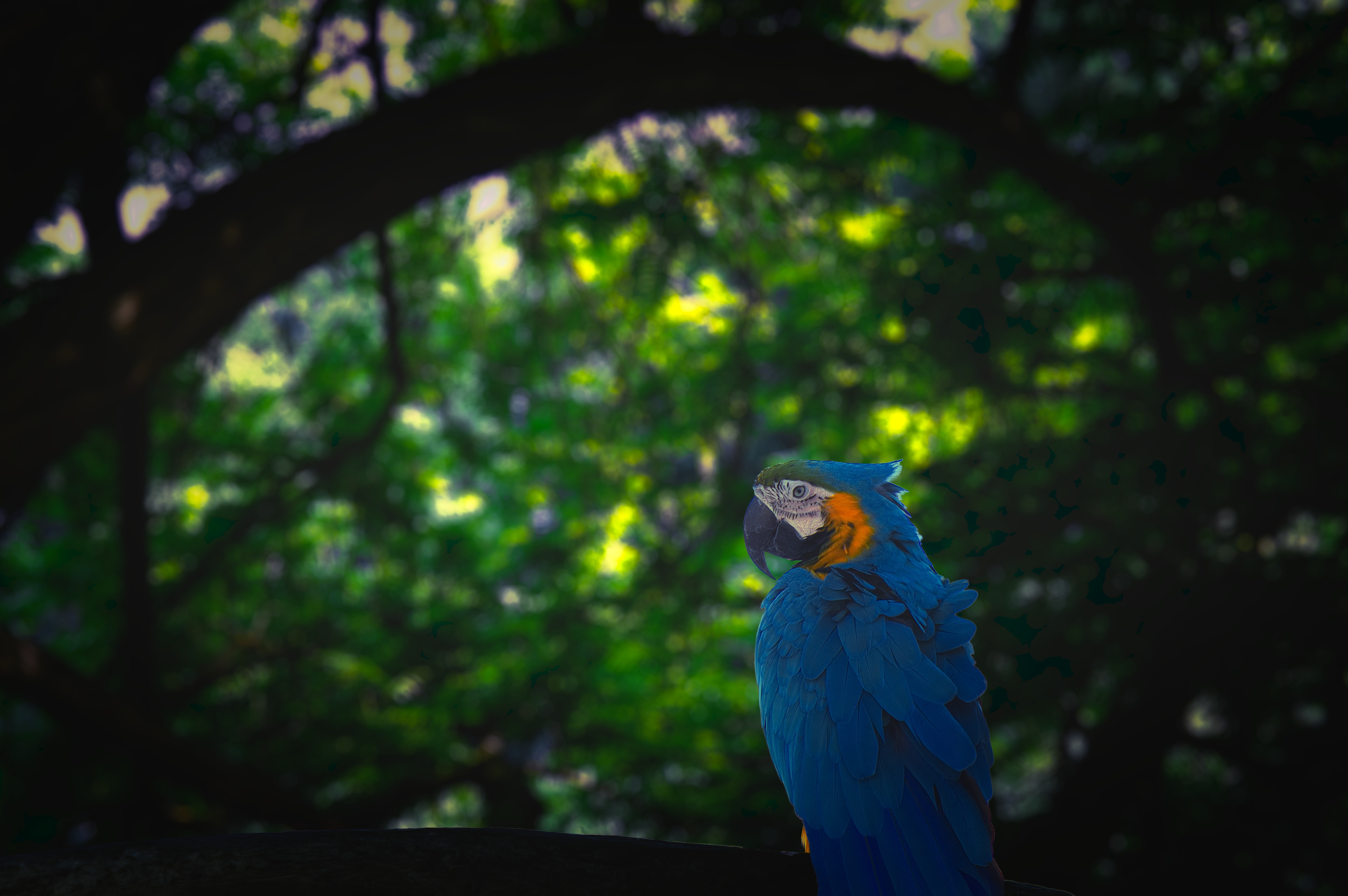 Laden Sie das Ara, Vogel, Tiere, Papageien, Dschungel-Bild kostenlos auf Ihren PC-Desktop herunter