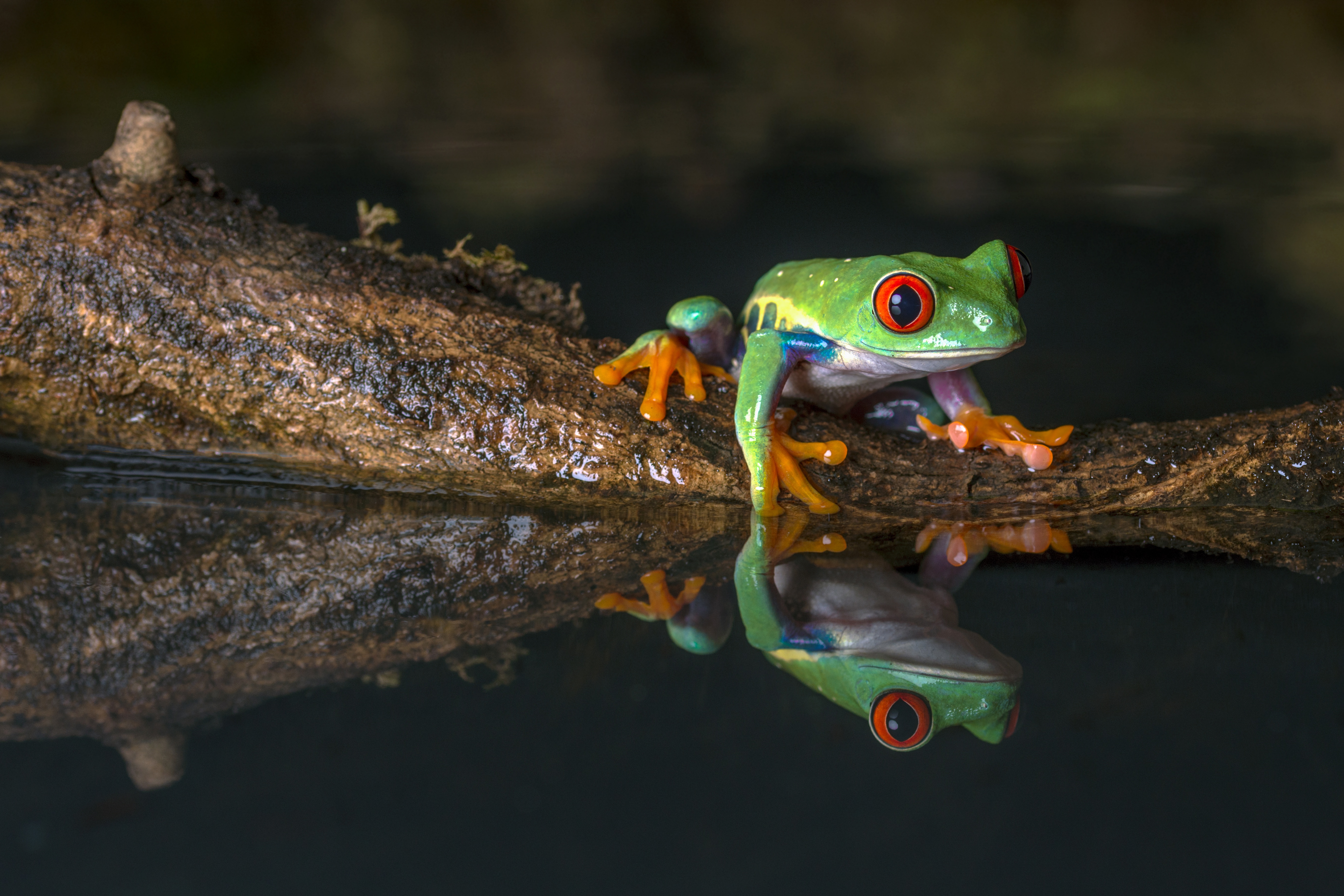 Download mobile wallpaper Frogs, Reflection, Animal, Frog, Amphibian, Red Eyed Tree Frog for free.