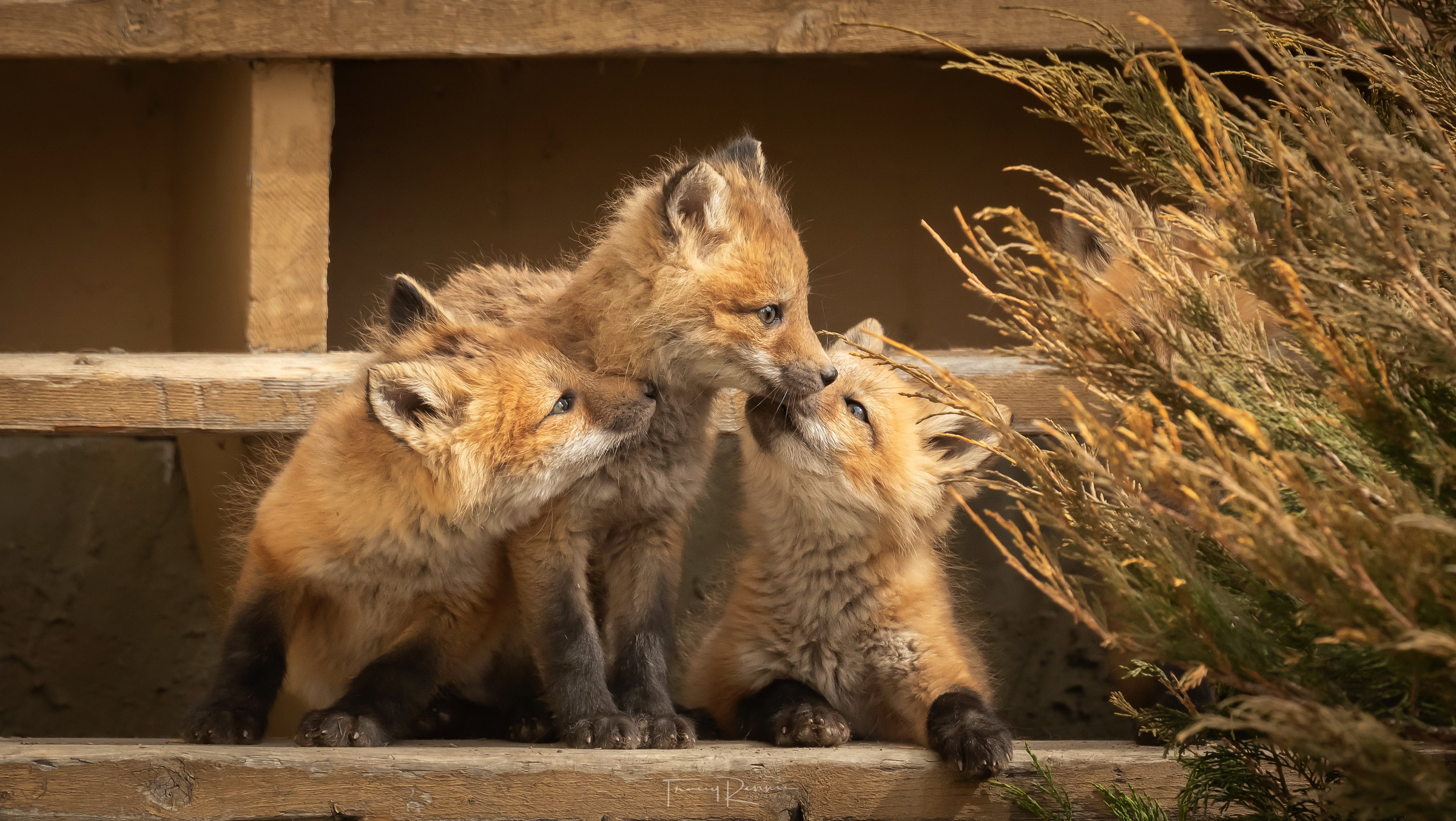 Free download wallpaper Fox, Animal, Baby Animal, Cub on your PC desktop