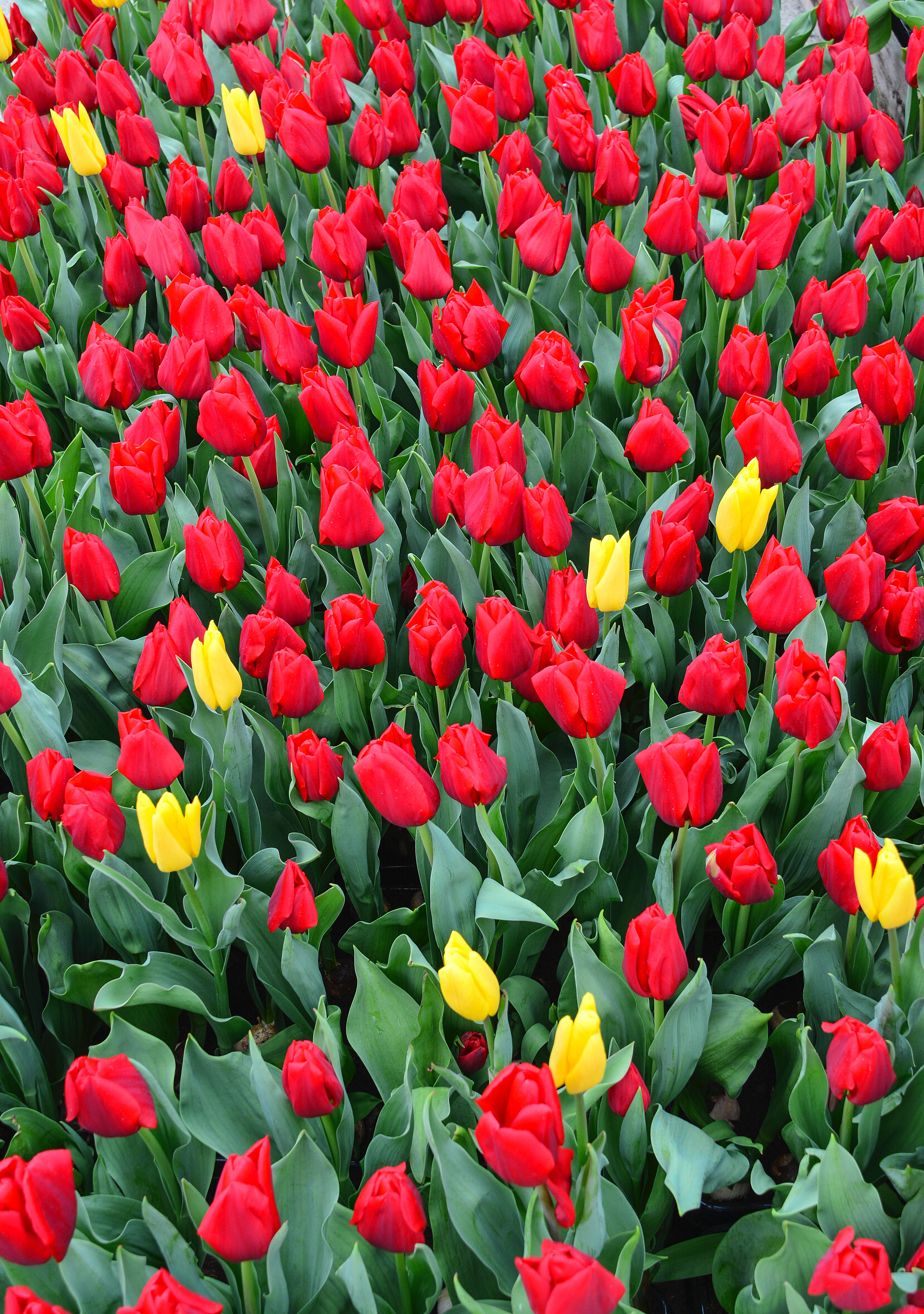 131117 descargar fondo de pantalla tulipanes, parterre, flores, rojo, cama de flores: protectores de pantalla e imágenes gratis