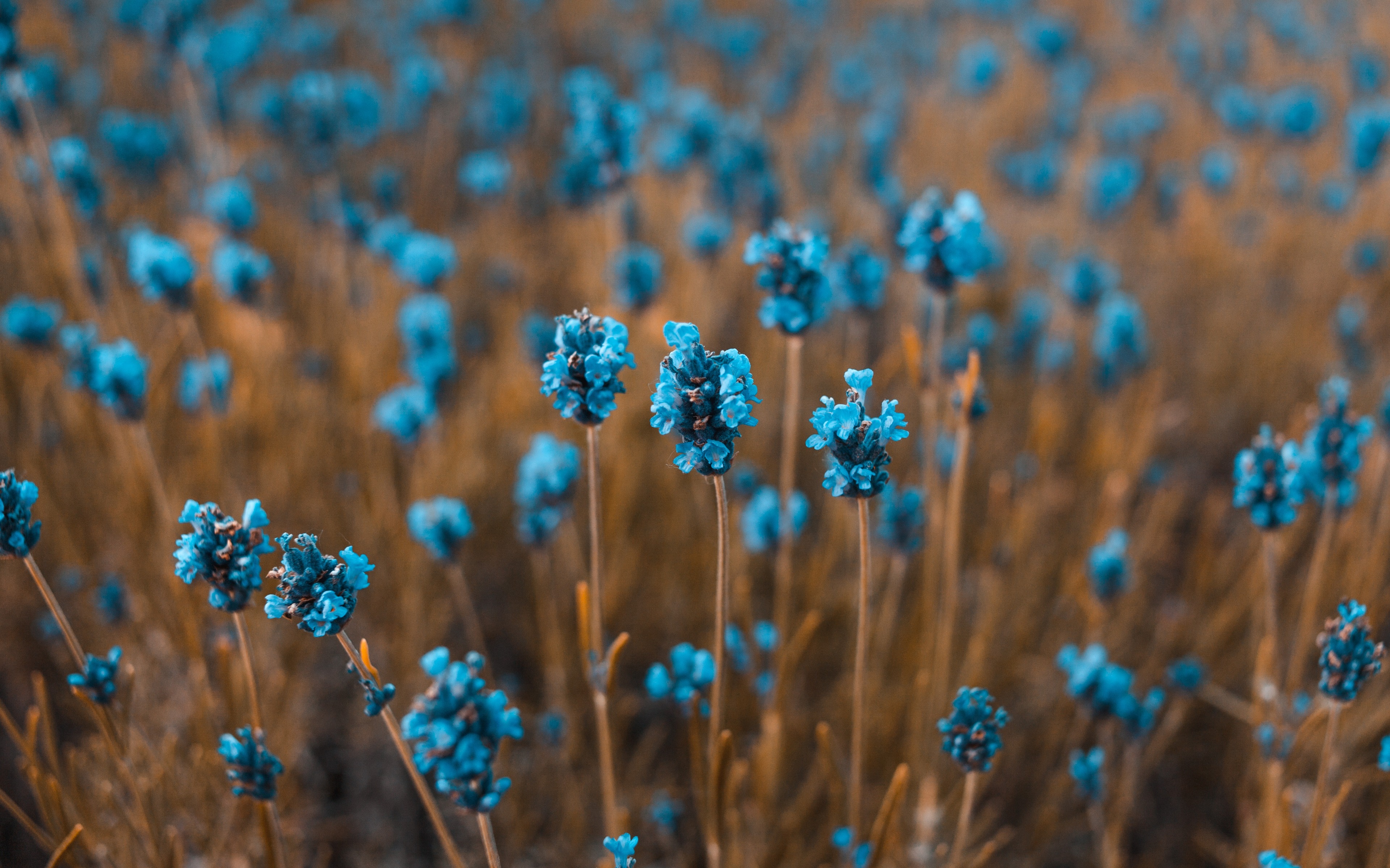 Download mobile wallpaper Flowers, Flower, Earth, Blue Flower for free.