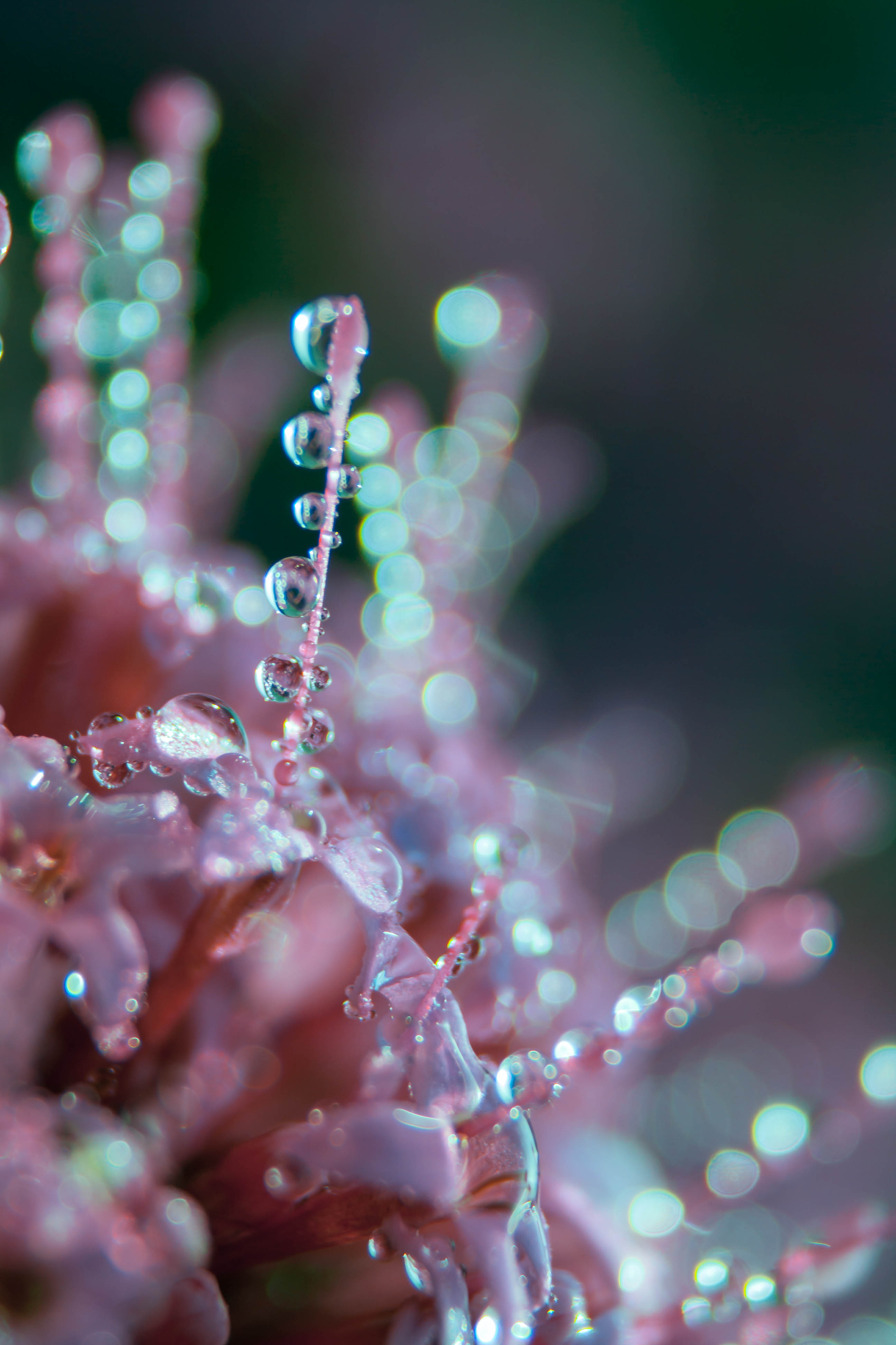 Download mobile wallpaper Drops, Glare, Macro, Smooth, Flower, Dew, Blur for free.
