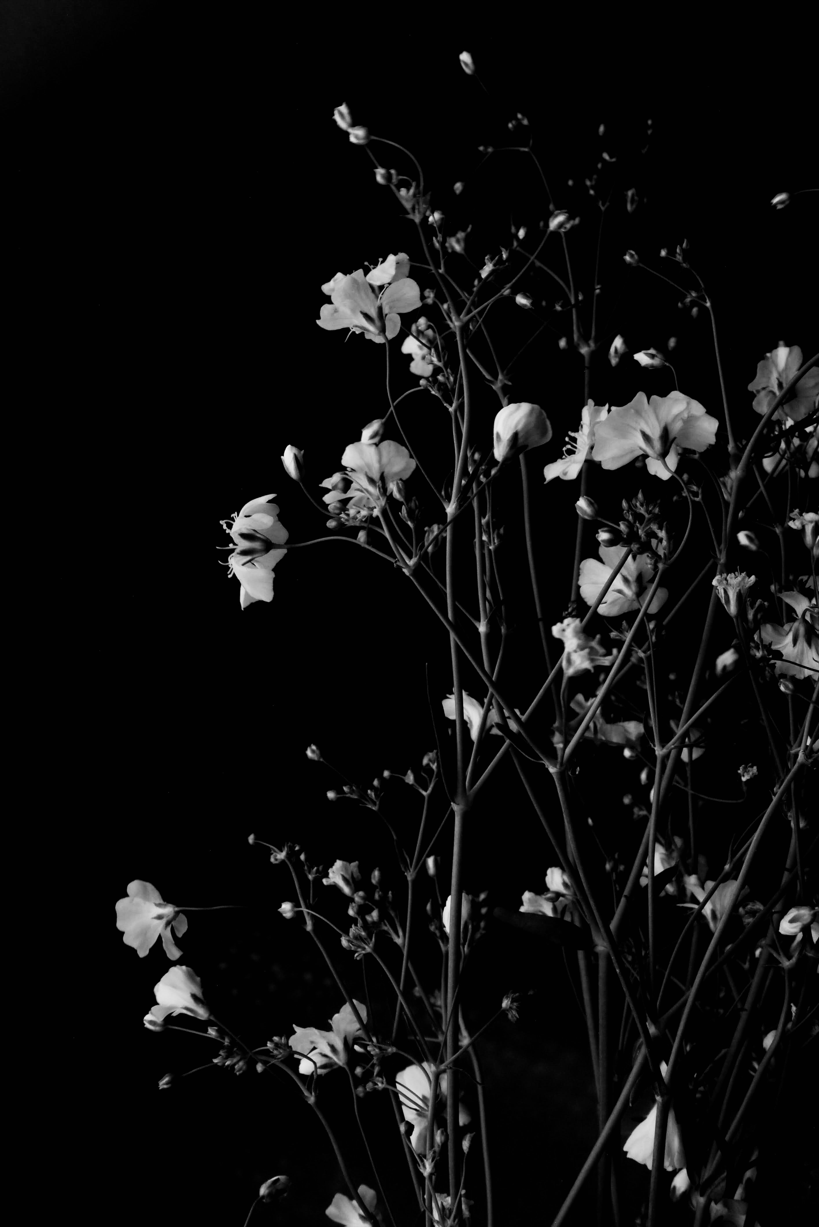 86556 завантажити шпалери чорний, квіти, чорно білі, гілки, відділень, чорно білий - заставки і картинки безкоштовно