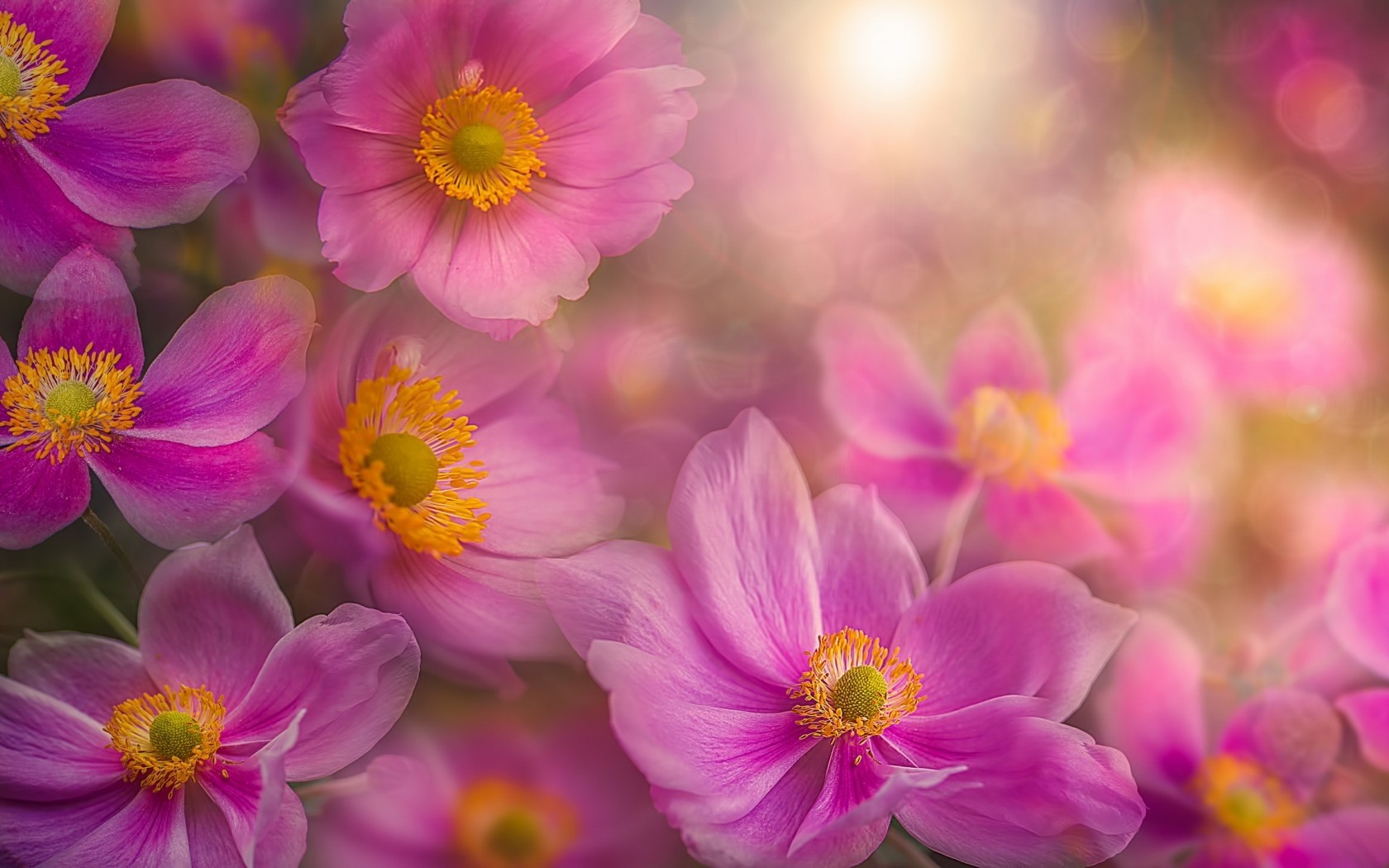 Download mobile wallpaper Flower, Anemone, Man Made, Pink Flower for free.
