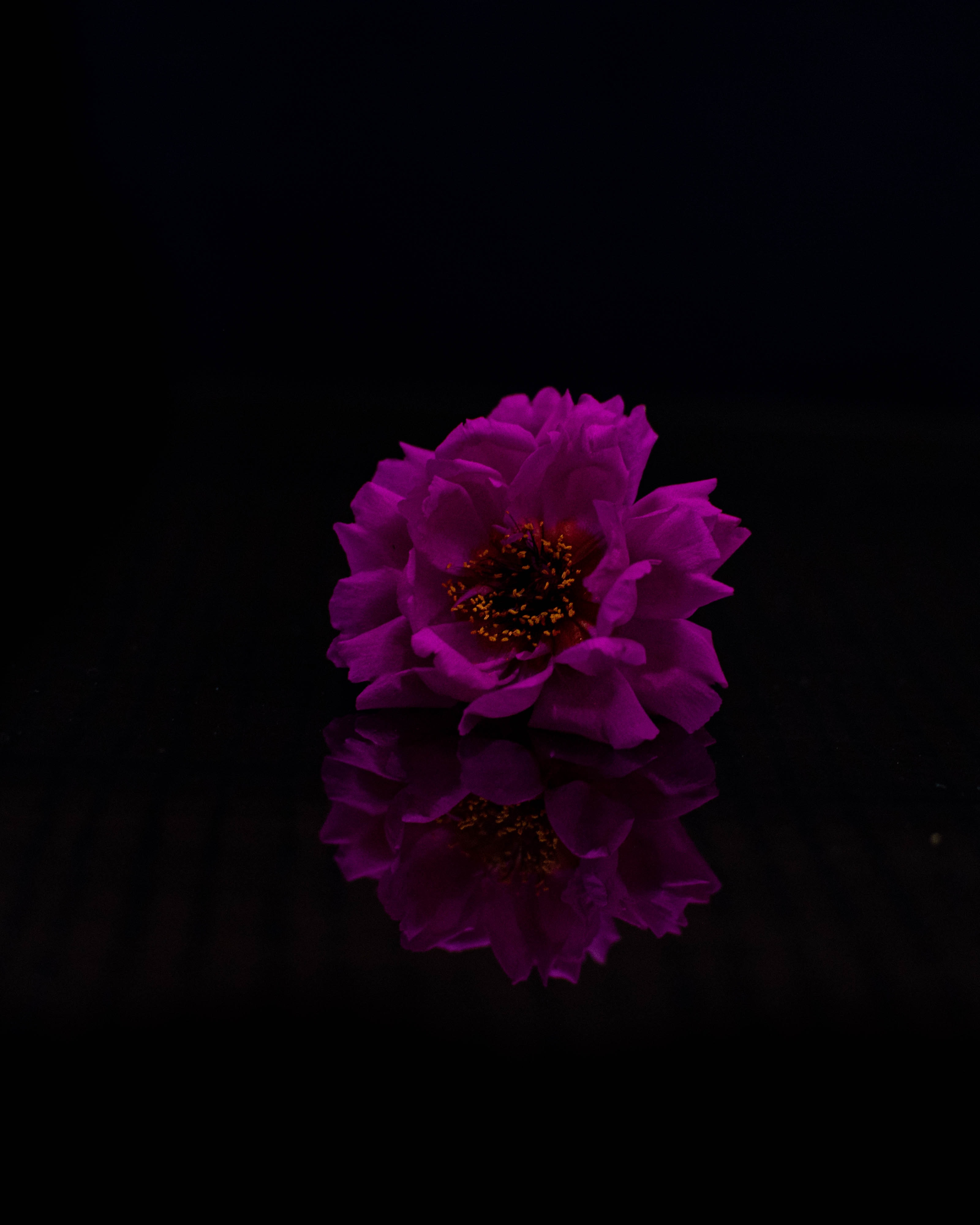 Laden Sie das Lila, Blütenblätter, Blume, Das Schwarze, Photoshop, Blumen-Bild kostenlos auf Ihren PC-Desktop herunter