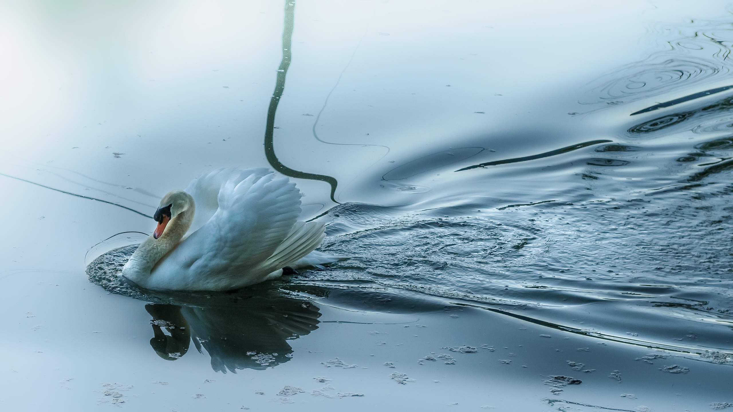 Download mobile wallpaper Birds, Water, Reflection, Bird, Animal, Swan, Mute Swan for free.