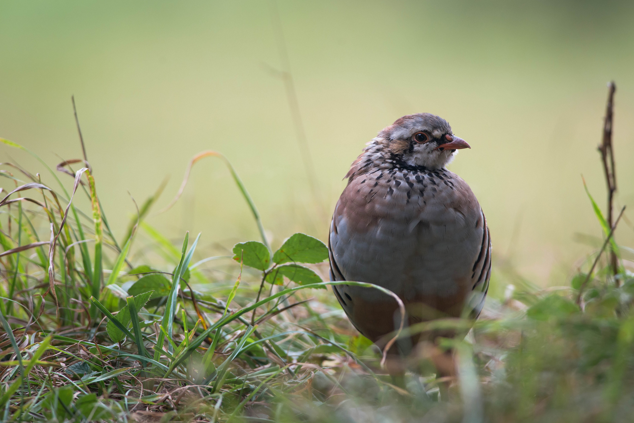 Download mobile wallpaper Bird, Birds, Animal for free.