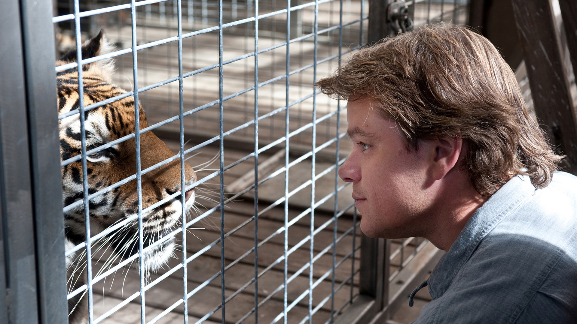 Baixar papel de parede para celular de Matt Damon, Filme, Nós Compramos Um Zoológico gratuito.