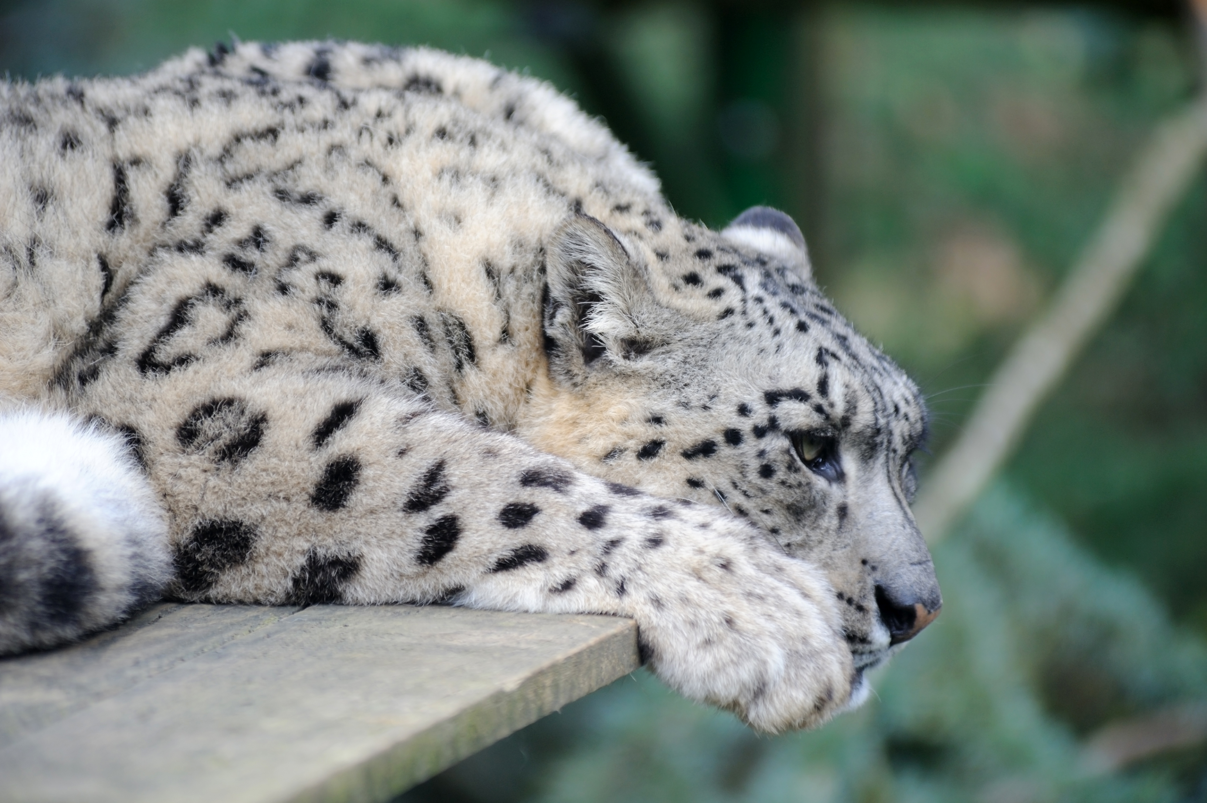 Download mobile wallpaper Cats, Snow Leopard, Animal, Resting for free.