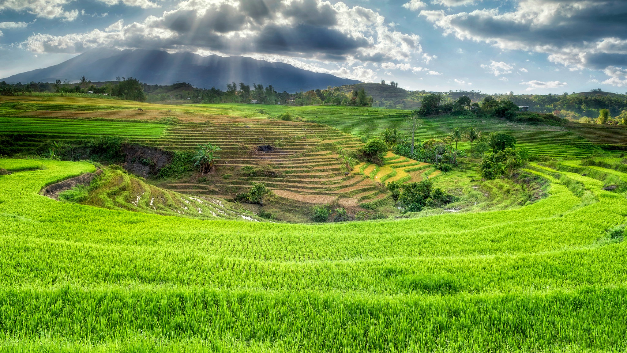 Free download wallpaper Man Made, Rice Terrace on your PC desktop