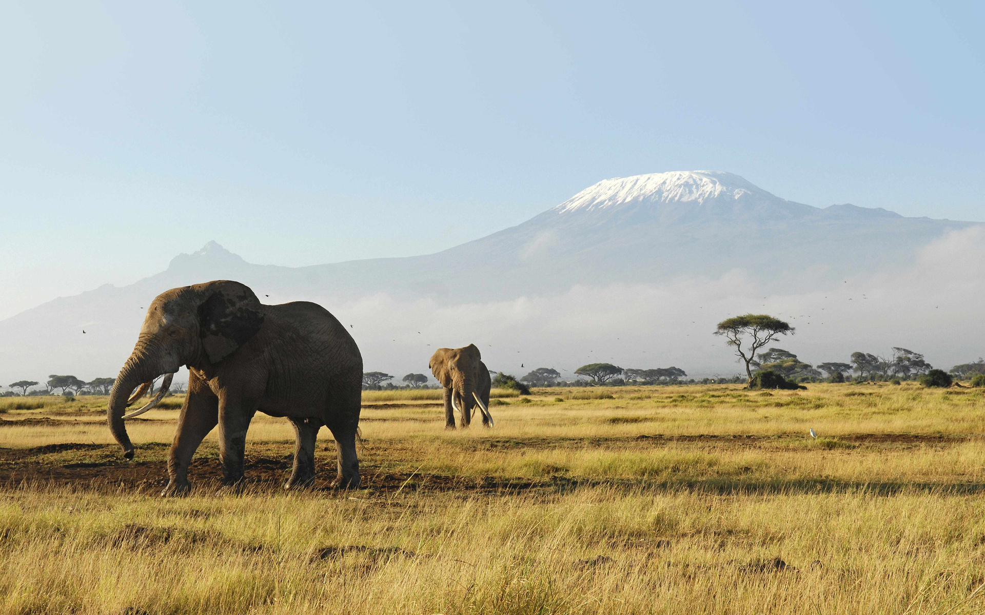 無料モバイル壁紙アフリカゾウ, ゾウ, 動物をダウンロードします。
