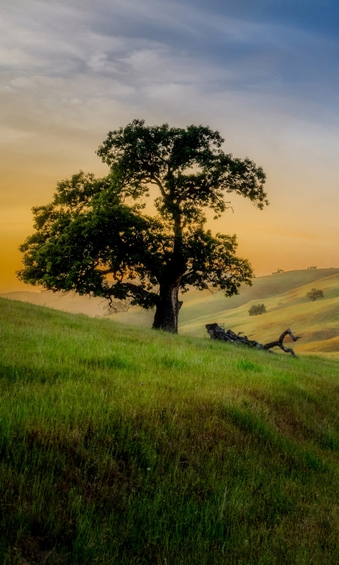 Descarga gratuita de fondo de pantalla para móvil de Paisaje, Camino, Árbol, Sendero, Primavera, Tierra/naturaleza, Colina.