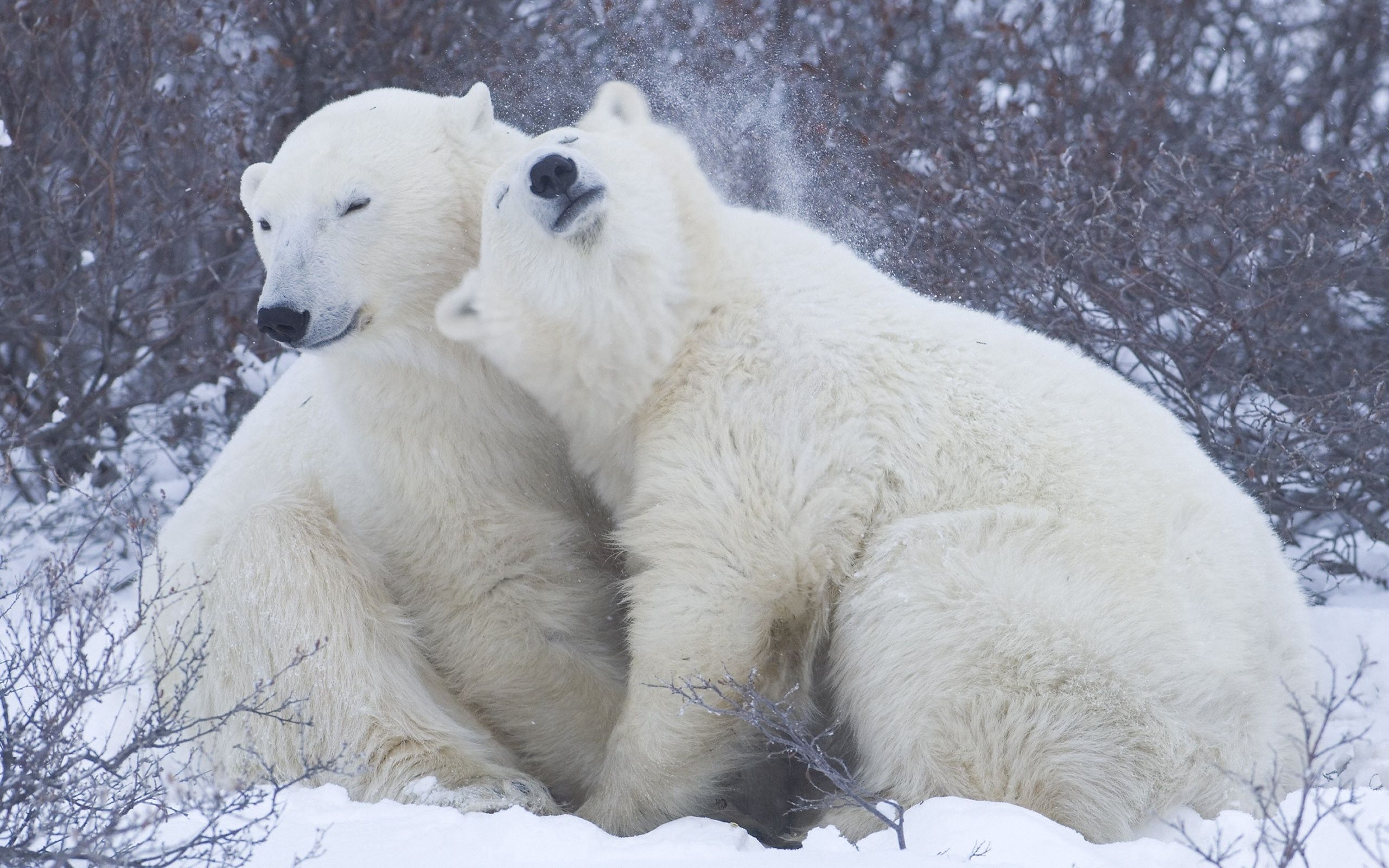 polar bears, animals, winter, snow, tenderness, embrace