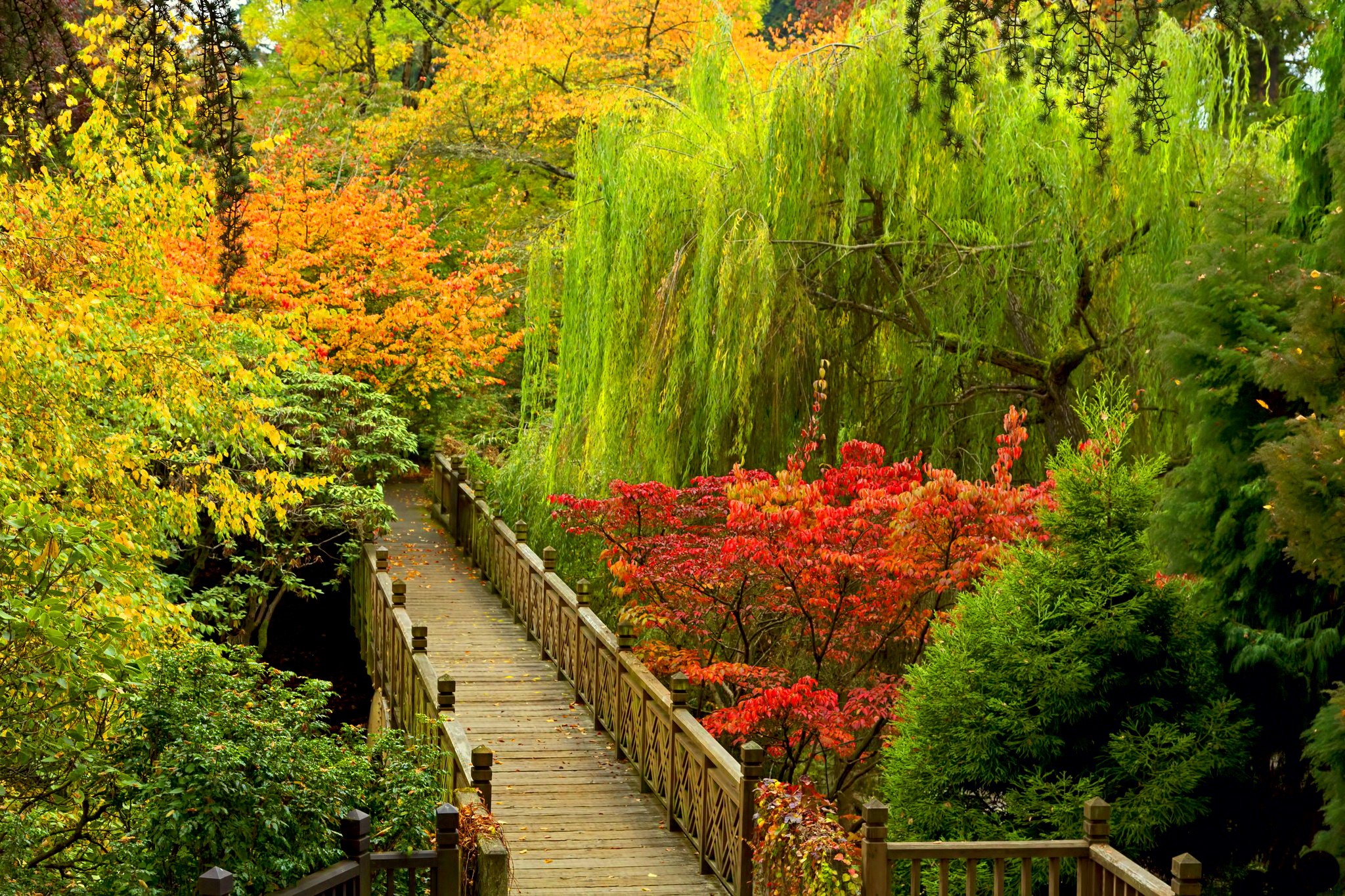 Скачать обои бесплатно Осень, Парк, Дерево, Мост, Цвета, Красочный, Дорожка, Фотографии, Цветущие картинка на рабочий стол ПК