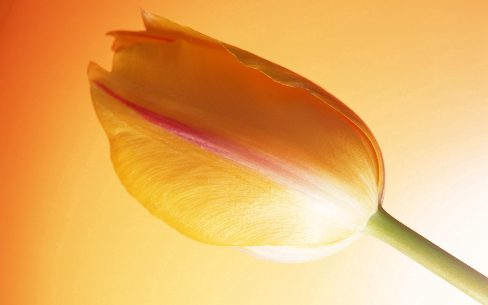 Laden Sie das Blumen, Knospe, Bud, Tulip, Stiel, Stengel, Tulpe, Hintergrund-Bild kostenlos auf Ihren PC-Desktop herunter