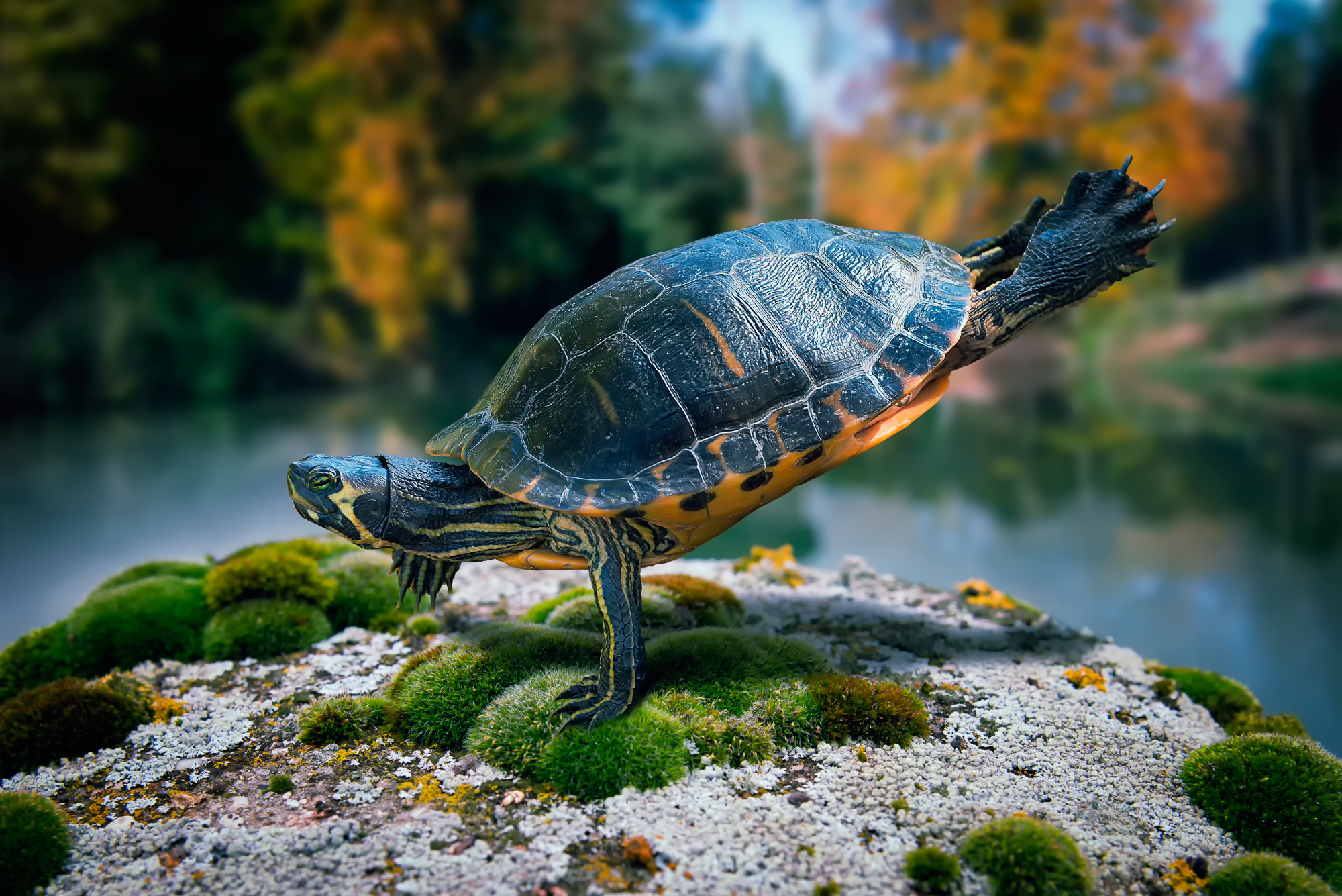 Download mobile wallpaper Turtle, Turtles, Moss, Animal for free.