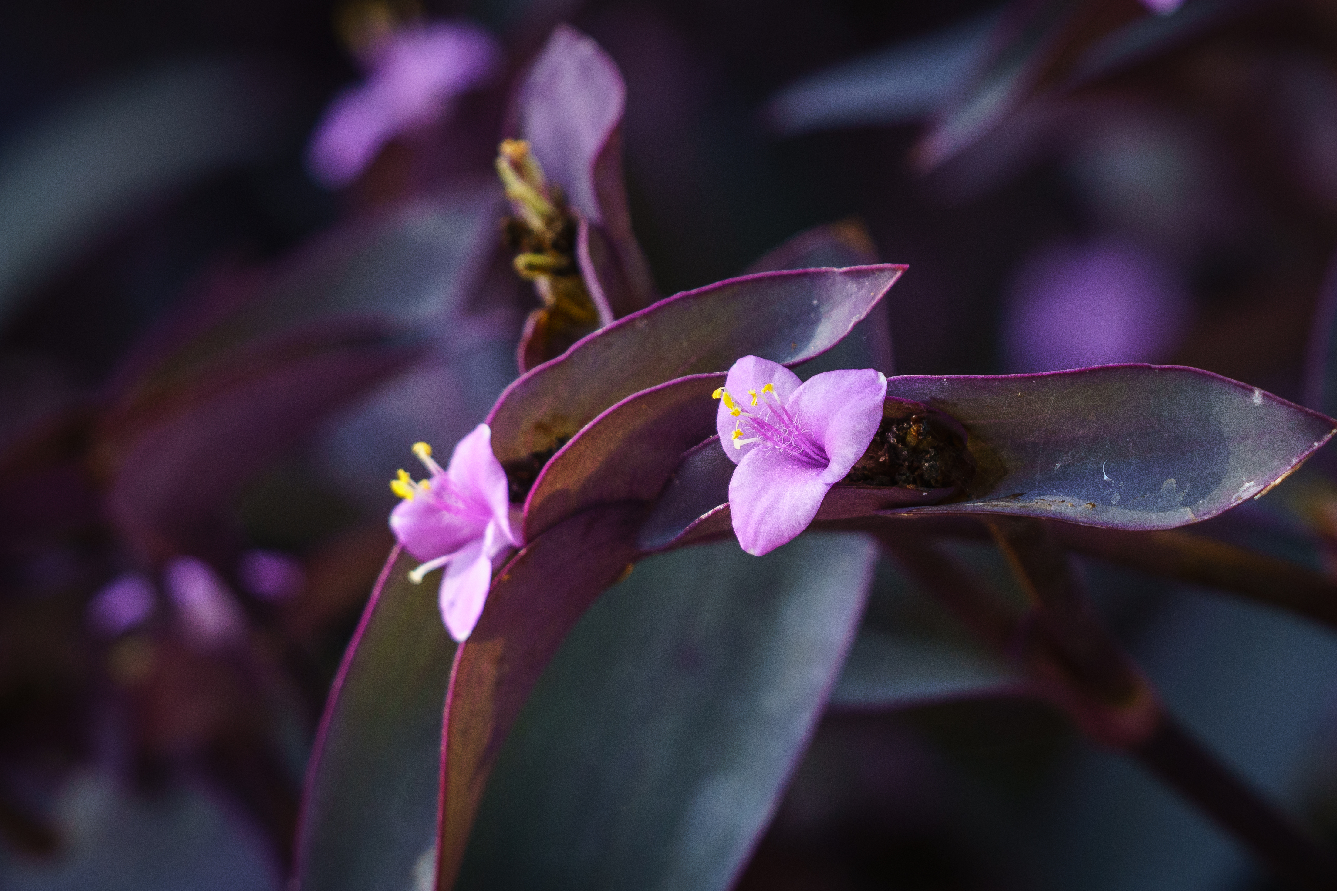 Download mobile wallpaper Macro, Close Up, Plant, Flower, Violet, Flowers, Purple for free.