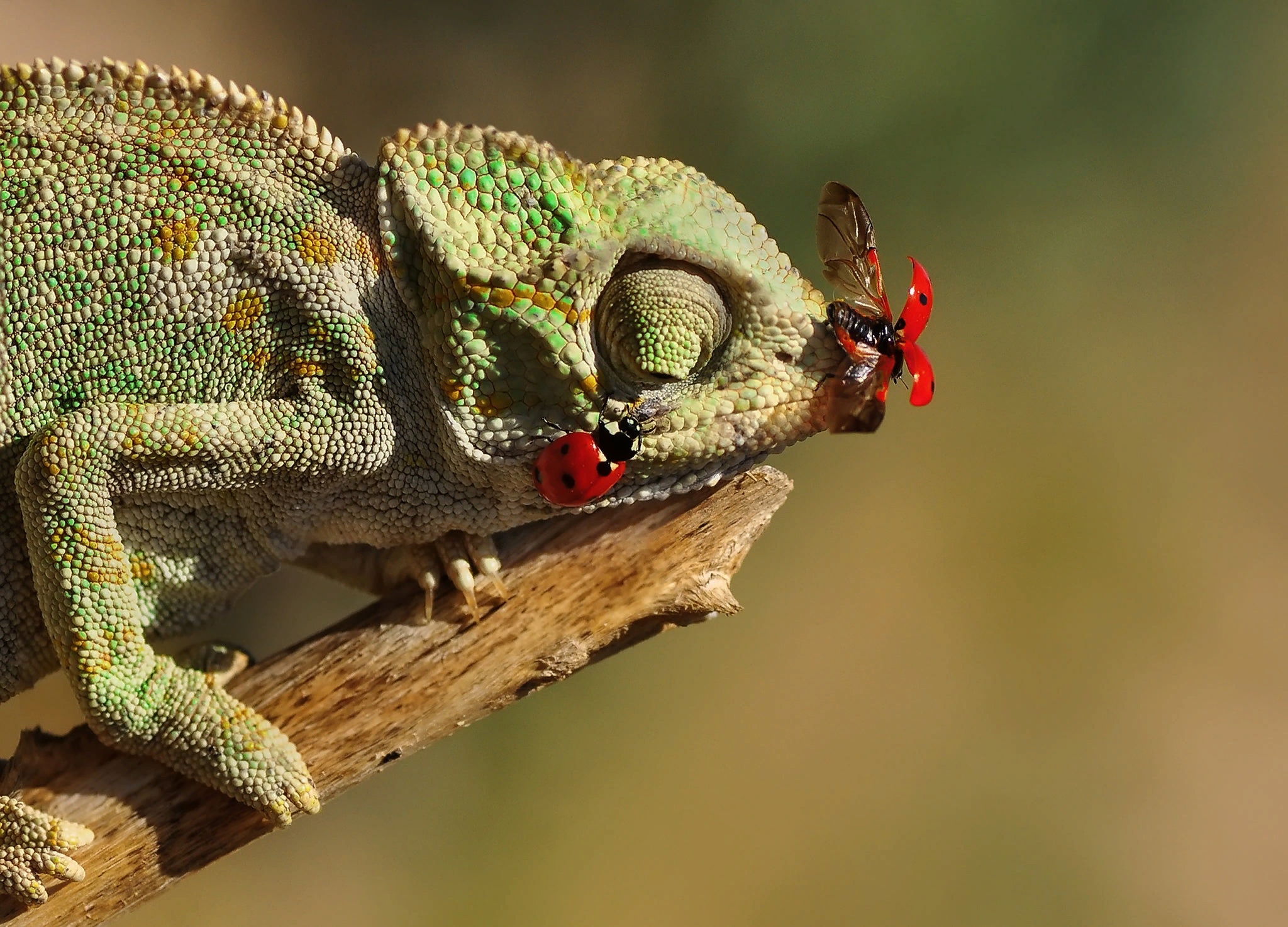  Chameleon Desktop Wallpaper