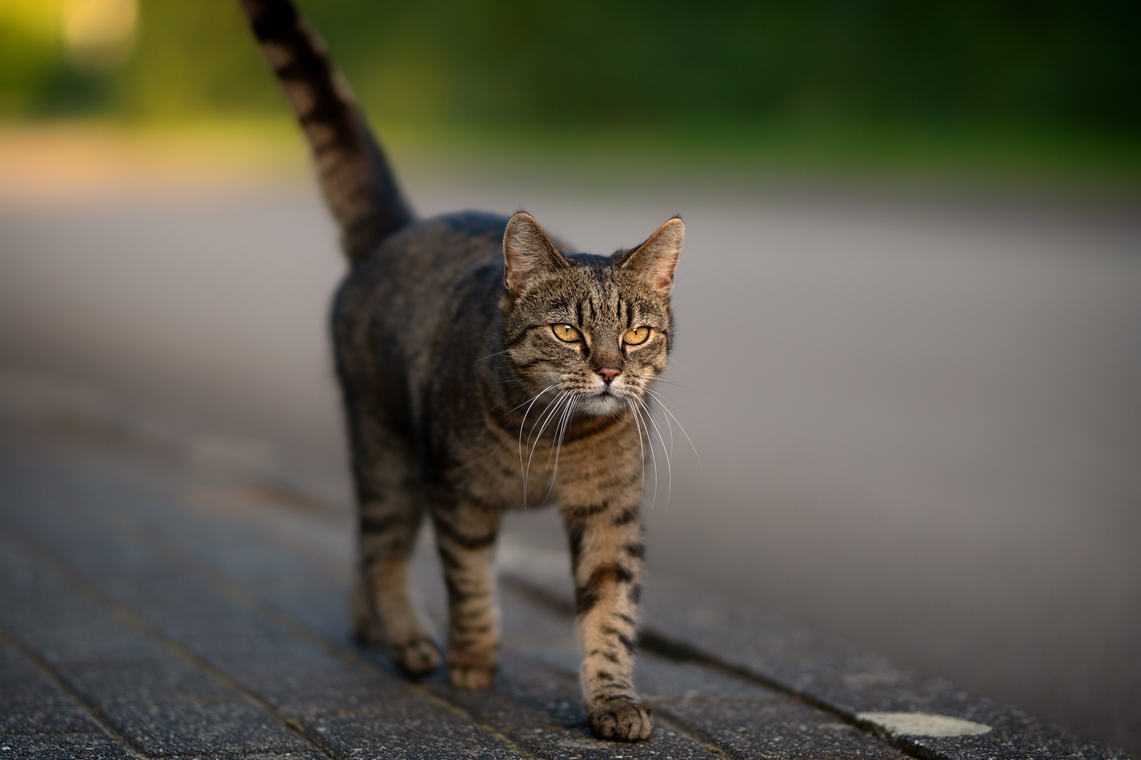 Descarga gratuita de fondo de pantalla para móvil de Animales, Gatos, Gato.