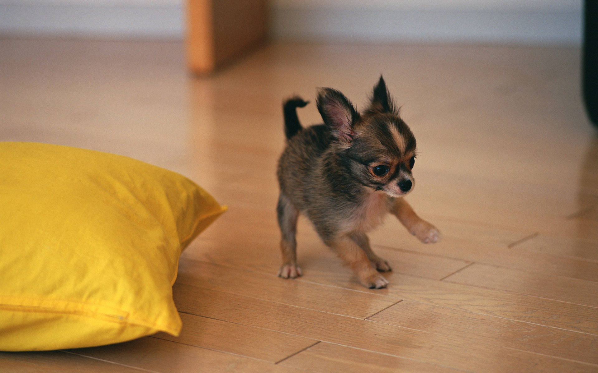 Téléchargez des papiers peints mobile Chiot, Chiens, Animaux gratuitement.