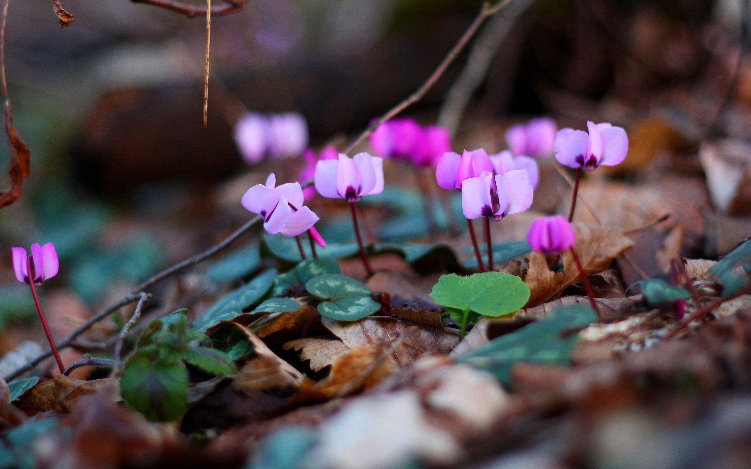 Free download wallpaper Flowers, Flower, Earth on your PC desktop