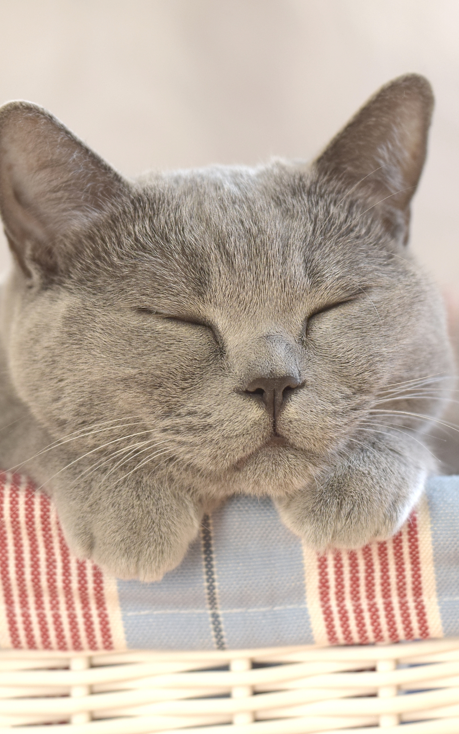 Descarga gratis la imagen Animales, Gatos, Gato, Lindo, Dormido en el escritorio de tu PC