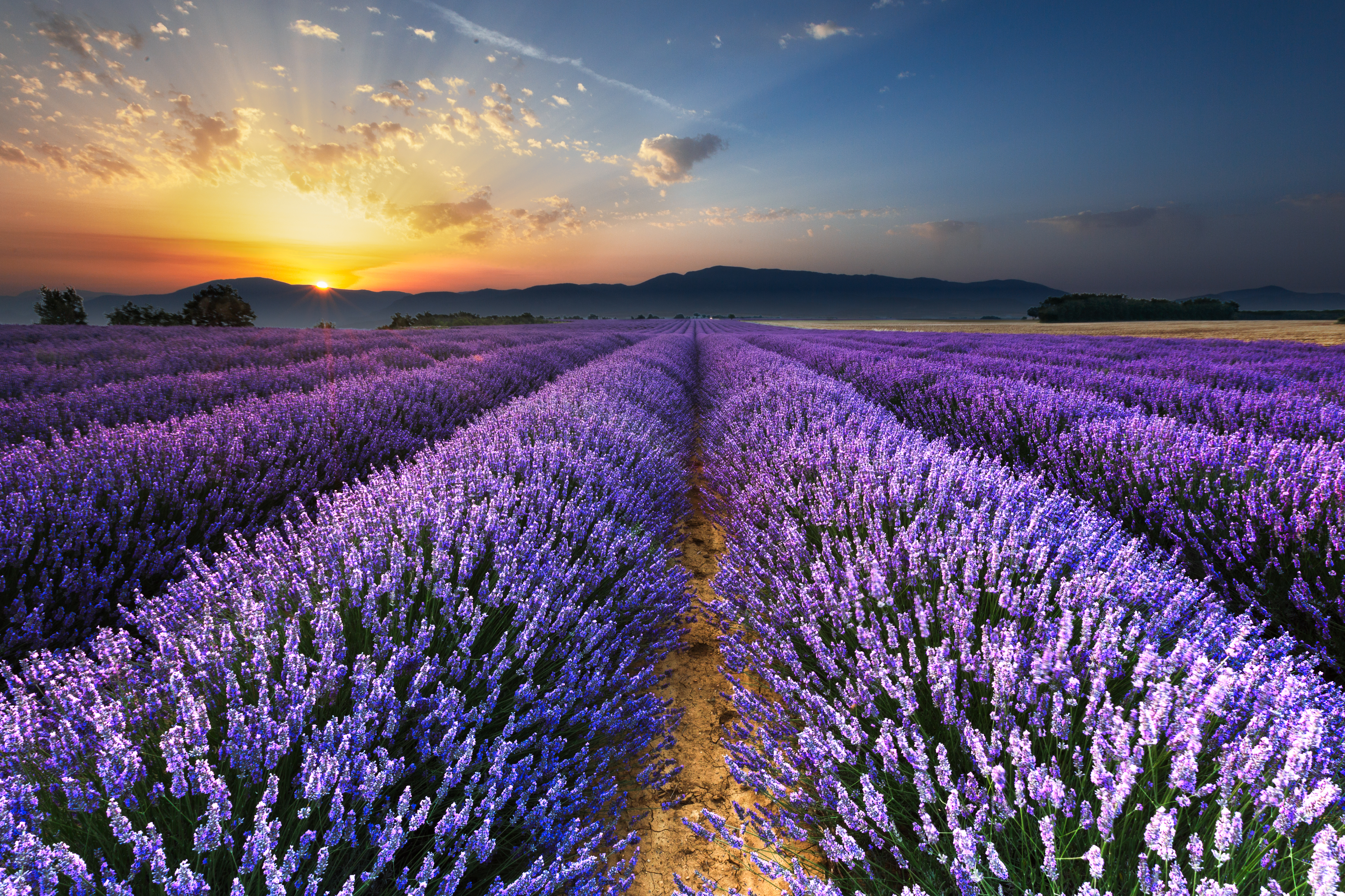 Download mobile wallpaper Landscape, Nature, Flowers, Flower, Sunrise, Earth, Field, Lavender, Purple Flower for free.