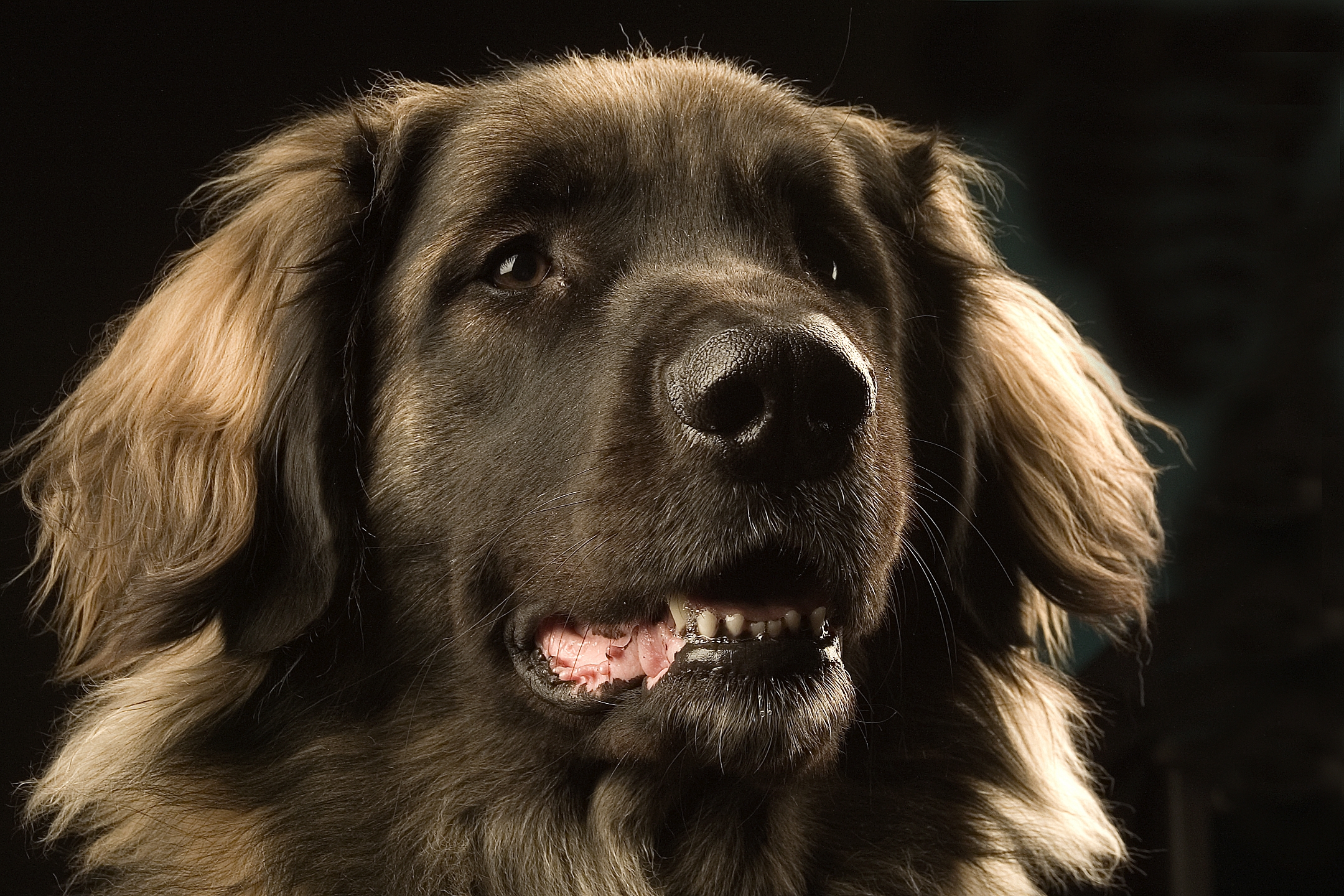 Download mobile wallpaper Leonberger, Animals, Muzzle, Dog, Dark for free.