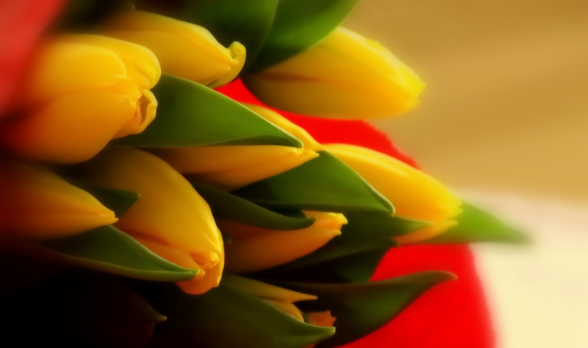 Descarga gratuita de fondo de pantalla para móvil de Flores, Flor, Tulipán, Flor Amarilla, Tierra/naturaleza.
